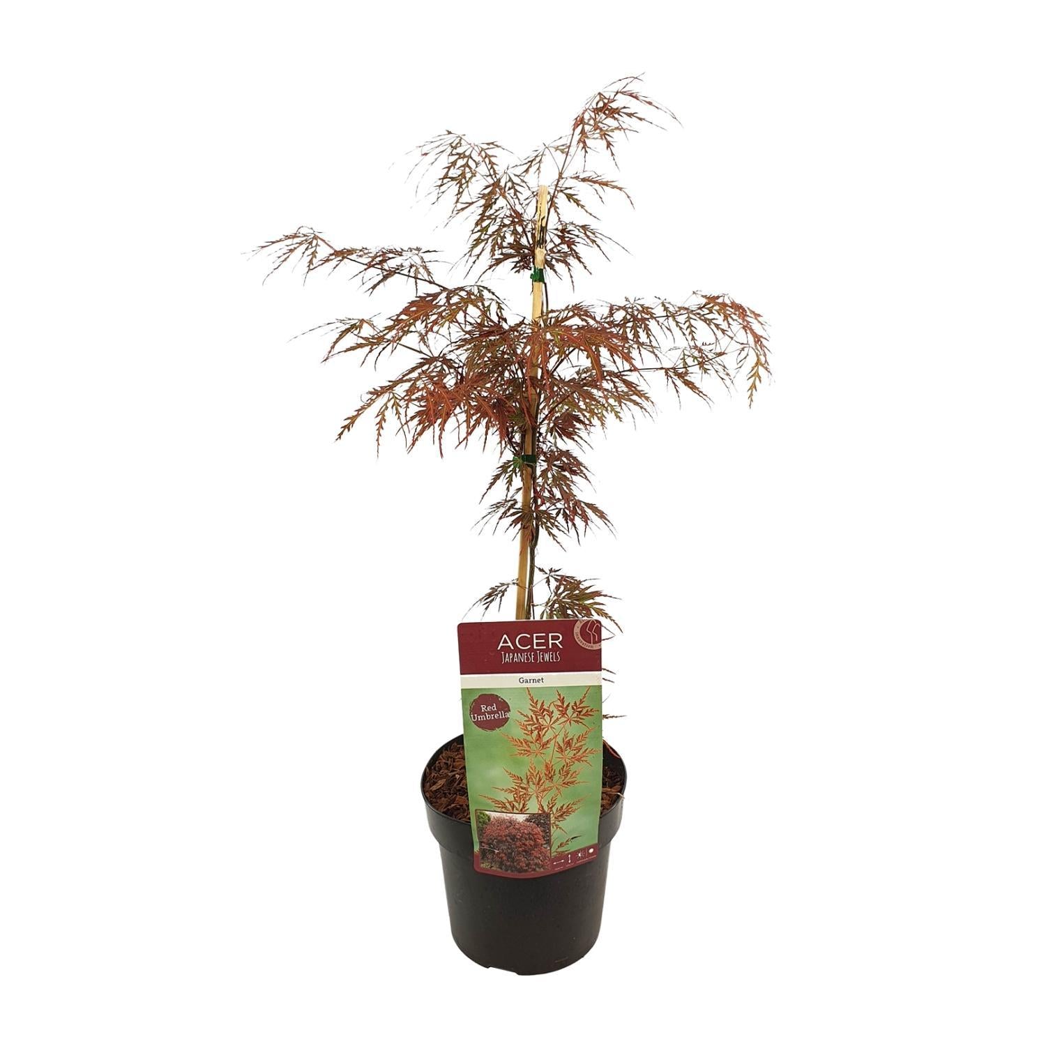 Japanischer Ahorn - Acer palm. 'Garnet'  - ↨40cm - Ø19cm