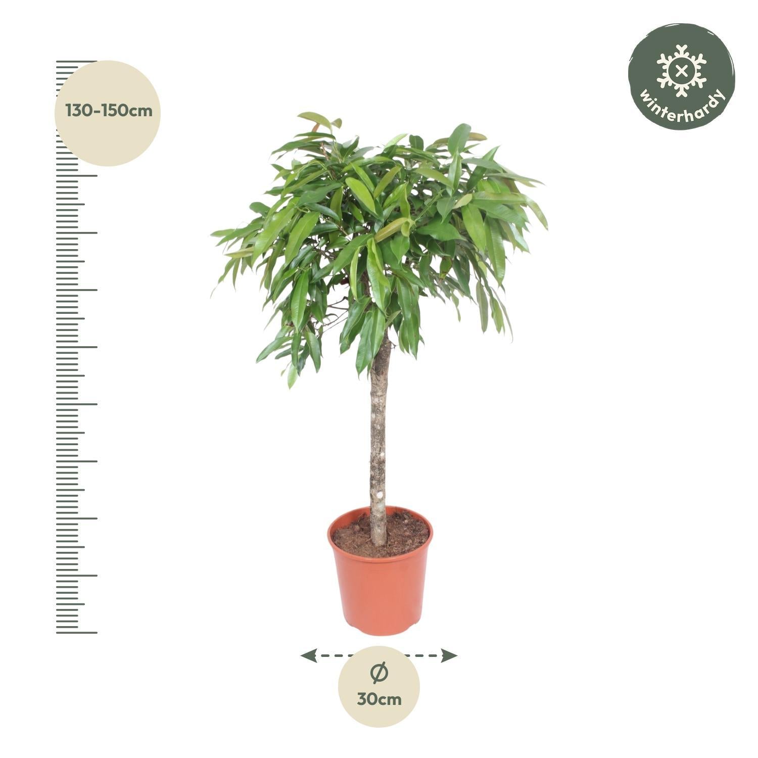 Ficus Amstel King - 140 cm - ø30