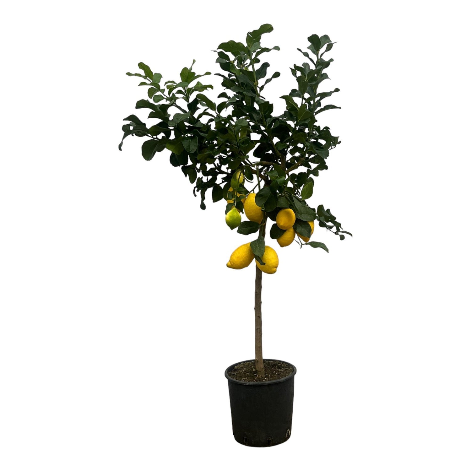 Citrus Lemon (Citroenbaum) - 150 cm - Ø24cm