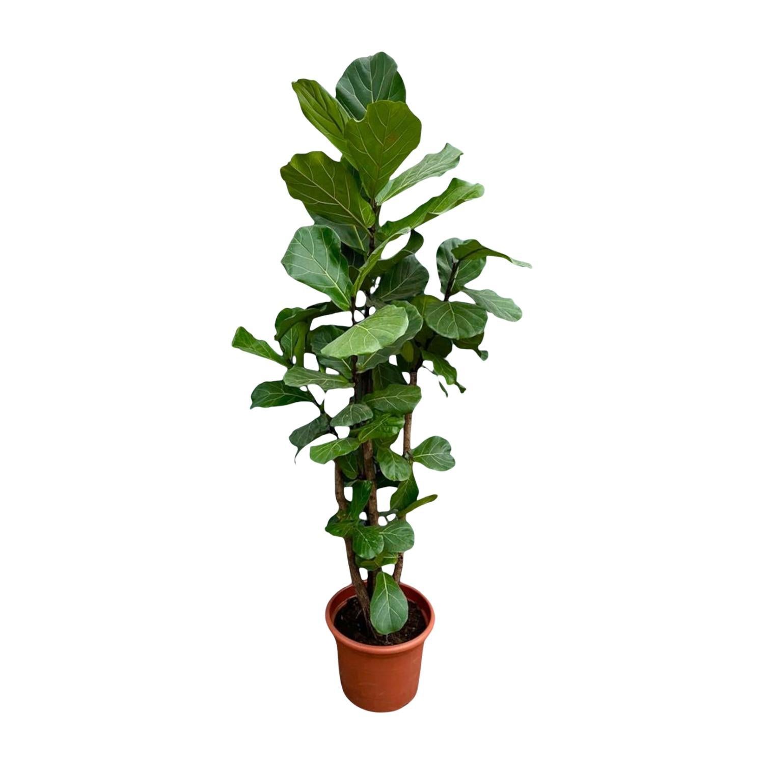 Ficus Lyrata vertakt XXL - 230cm - ø40