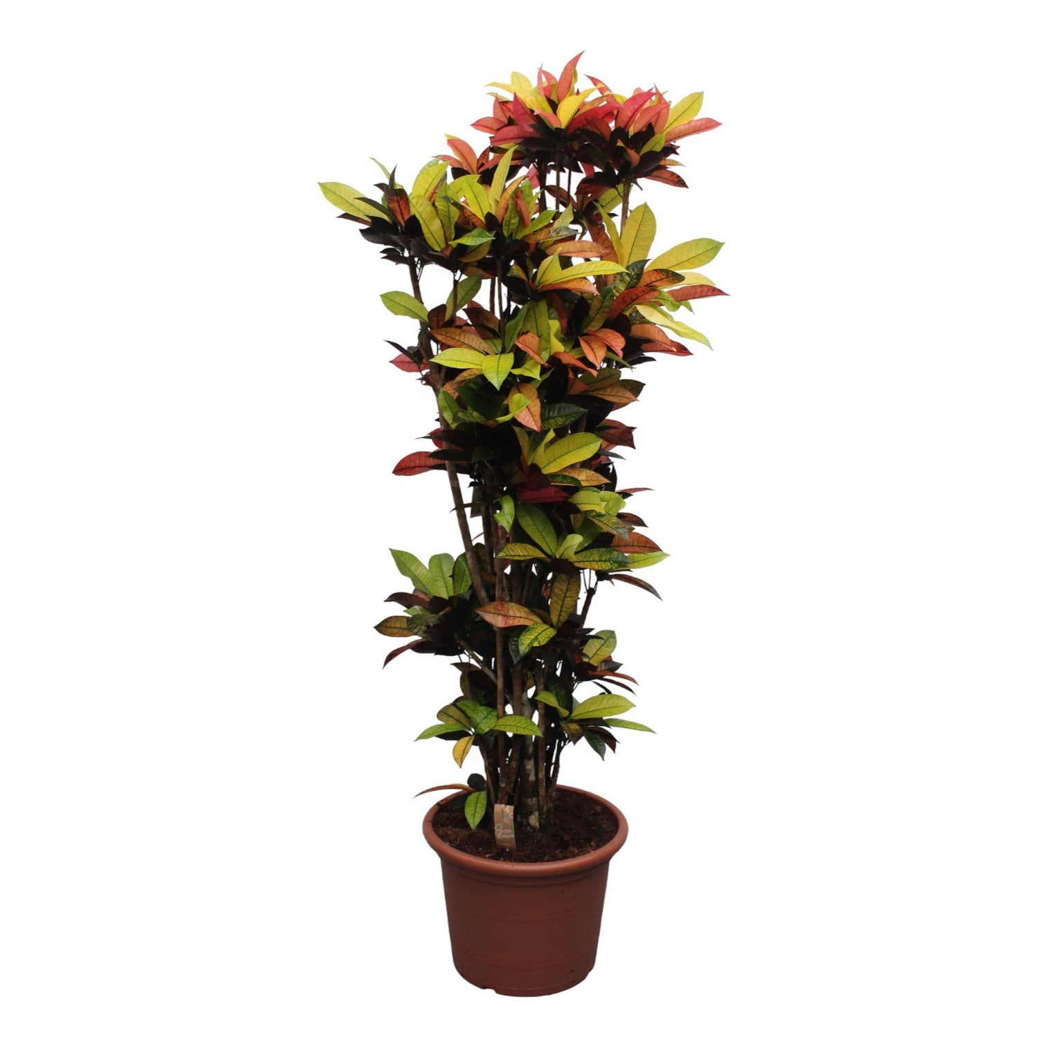 Codiaeum Iceton (Wunderstrauch) (Croton Iceton) - 220 cm - ø50