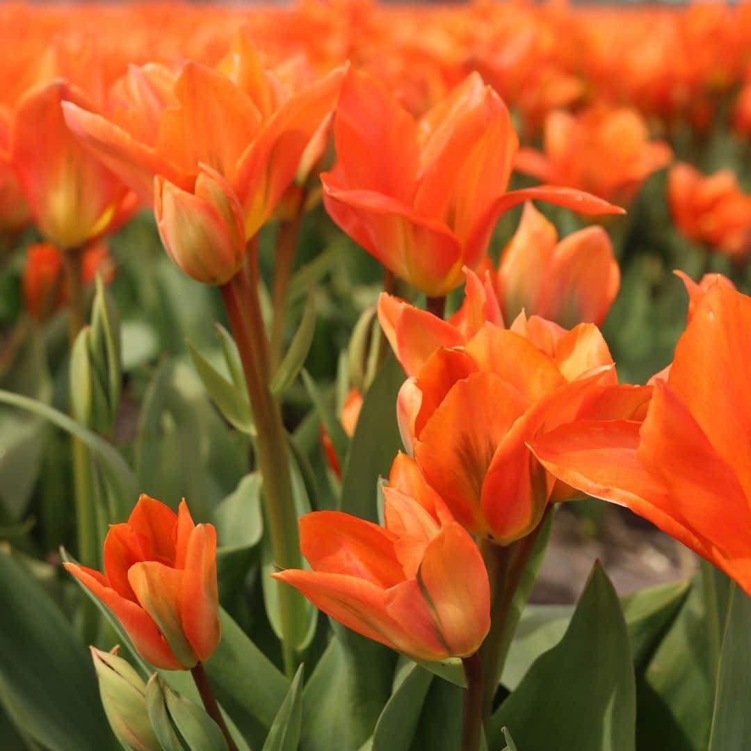 Flowerbulbs Amsterdam - Dutch Tulip Mix - Luxusbox mittel, 40 Blumenzwiebeln für 1 m² Blumenpracht - Größe 12+