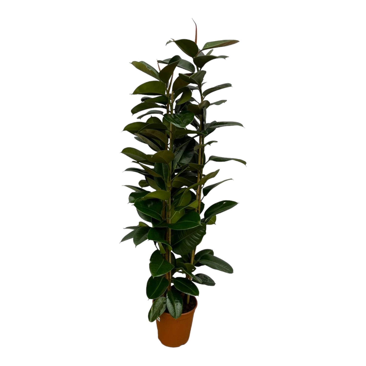 Ficus Elastica Robusta Strauch - 170 cm - Ø27cm