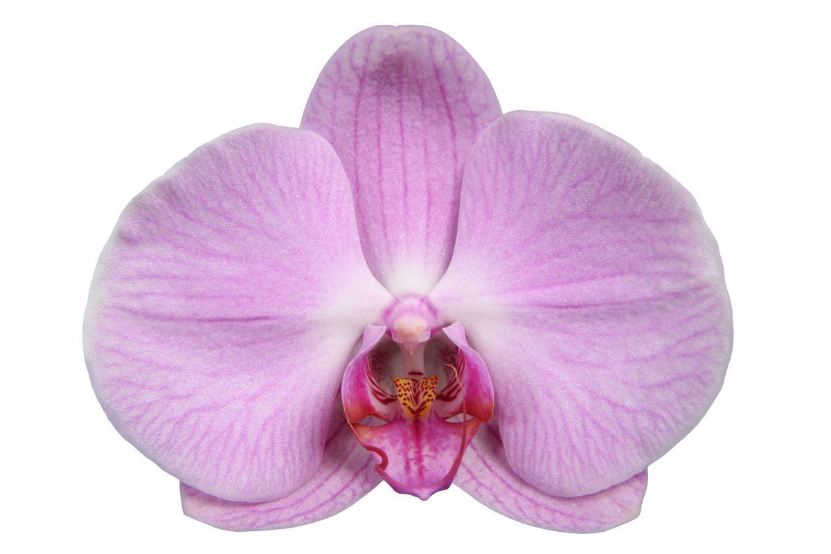 Phalaenopsis Elion - 3 Stiele - 60 cm - Ø12cm