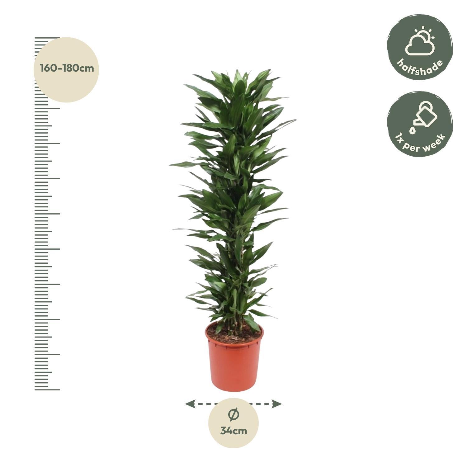 Dracaena Janet Lind - 170 cm - ø34