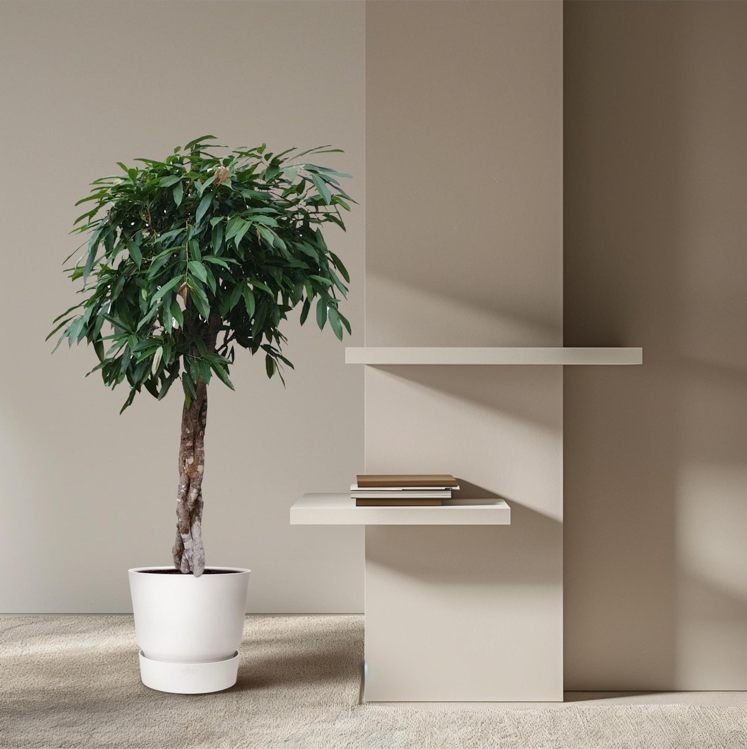 Ficus Amstel King geflochtenem Stamm - 190 cm - ø45