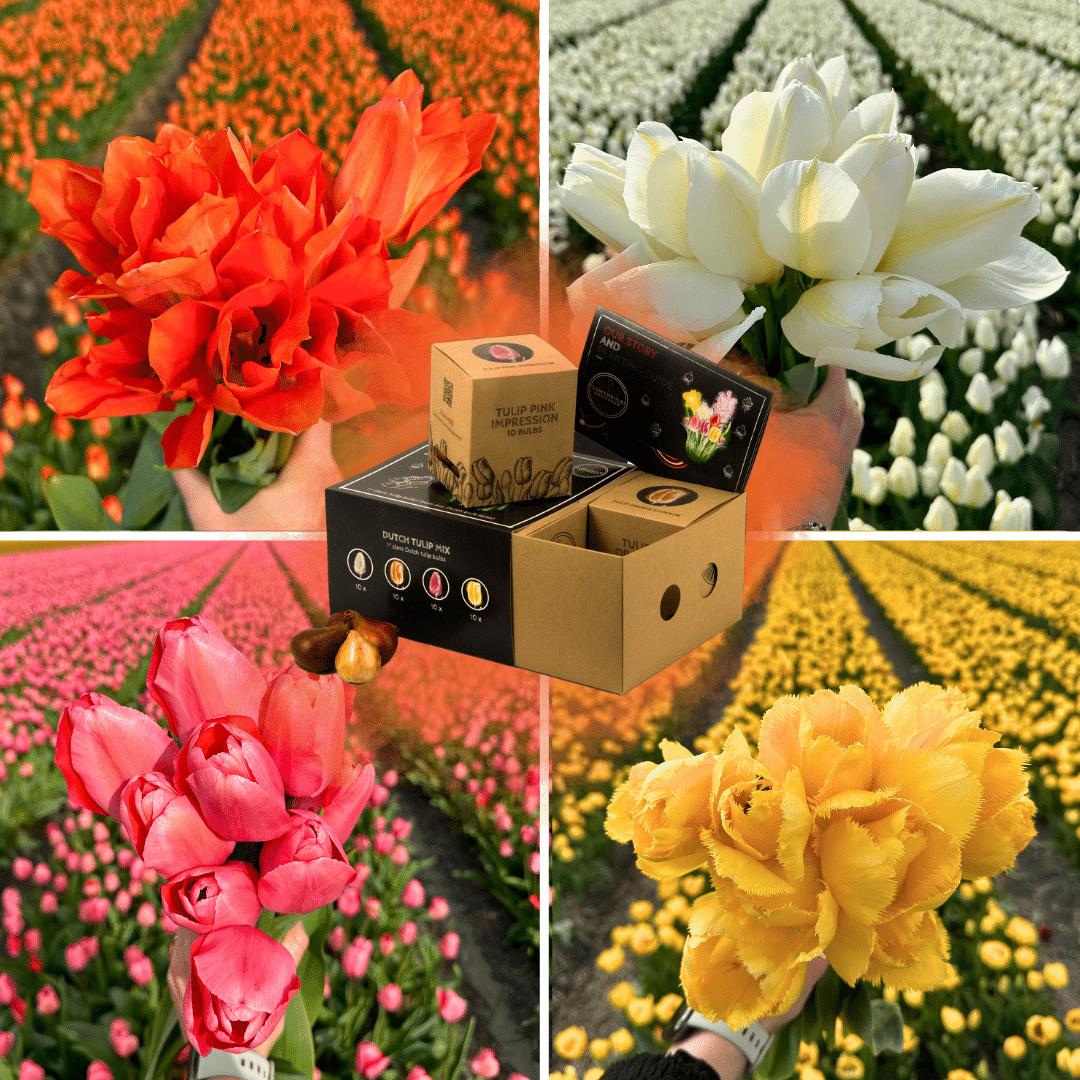 Flowerbulbs Amsterdam - Dutch Tulip Mix - Luxusbox mittel, 40 Blumenzwiebeln für 1 m² Blumenpracht - Größe 12+