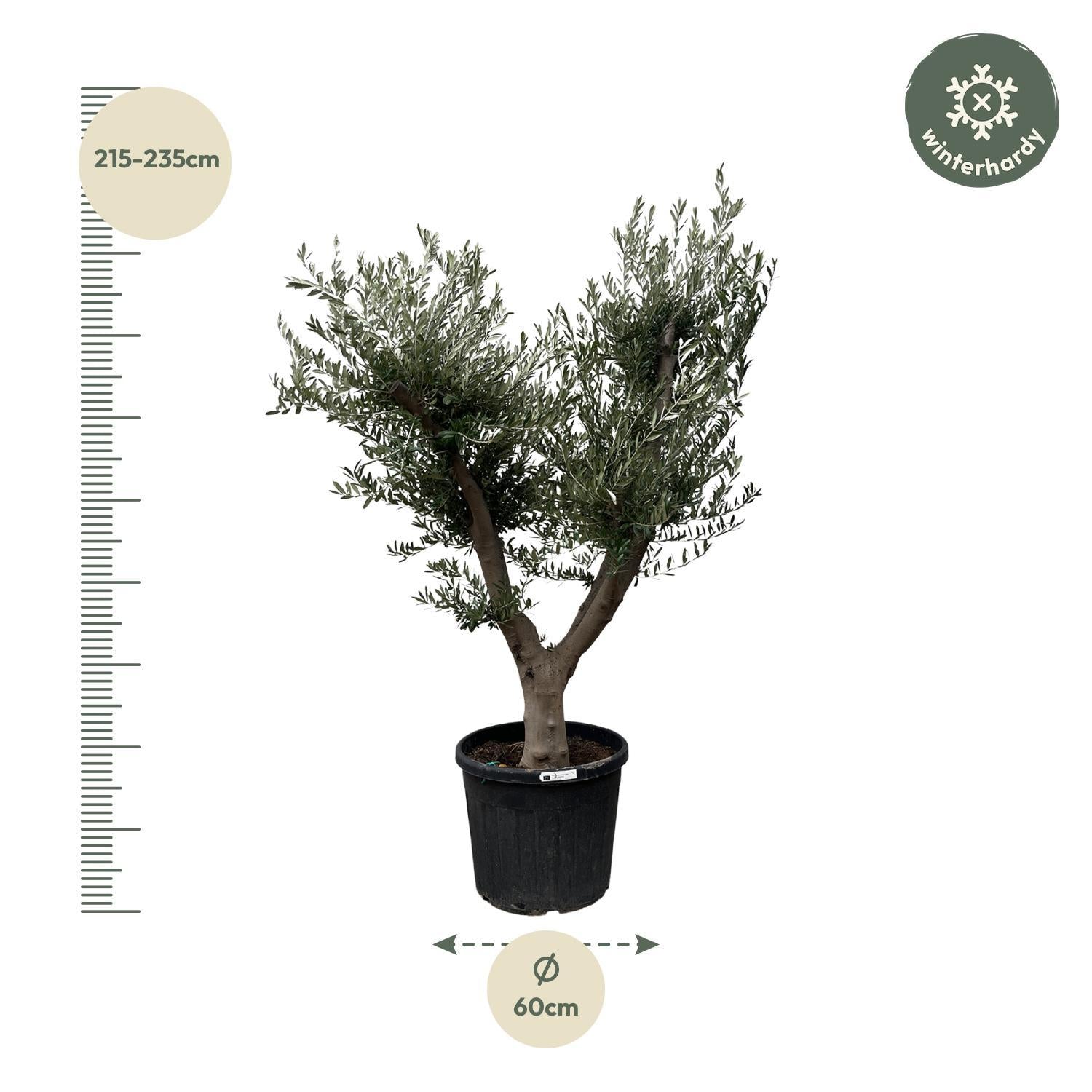 Olea Europaea Cultivo - 225cm- Ø60