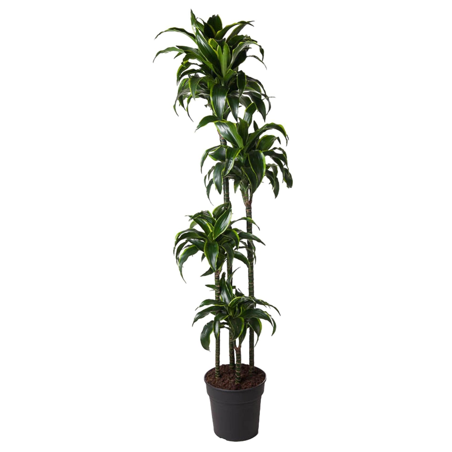 Dracaena Dorado - 170 cm - ø27