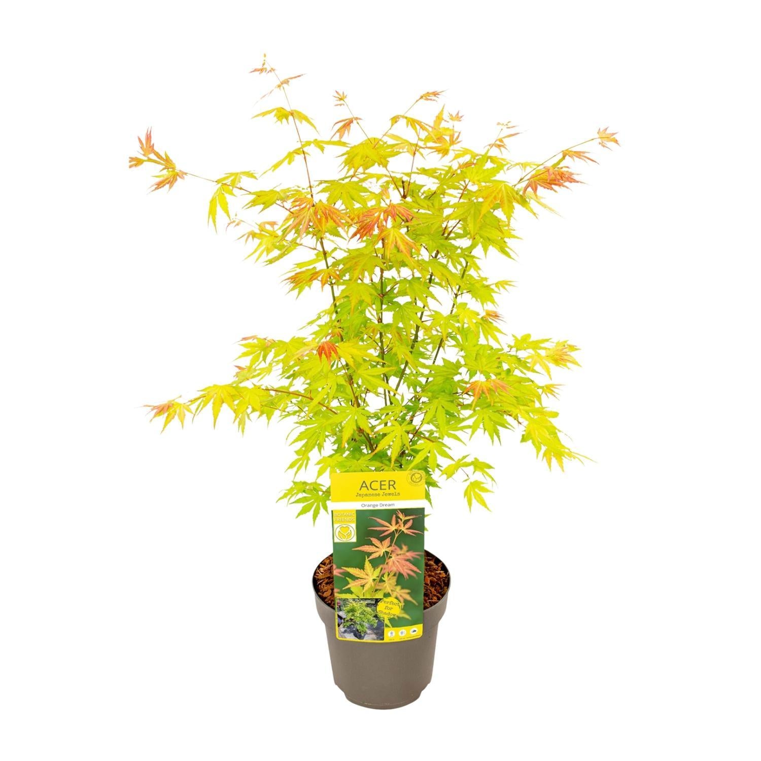 Ahorn (Acer palmatum) Orange Dream - Ø19 - ↨50cm