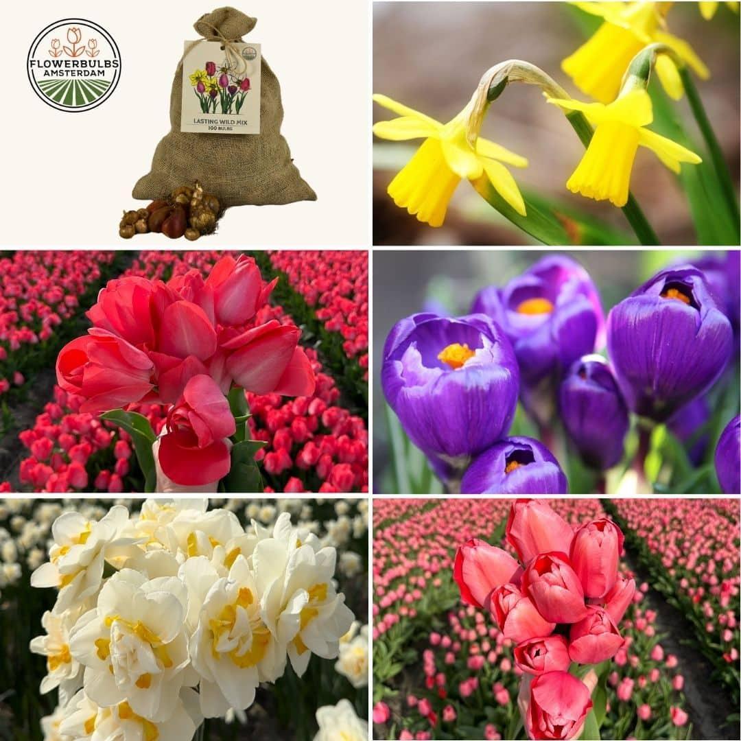 Flowerbulbs Amsterdam - Super Lasting Wild Mix - Nachhaltige Vorteilspackung, 100 Blumenzwiebeln f�r 2,5 m� Blumenpracht