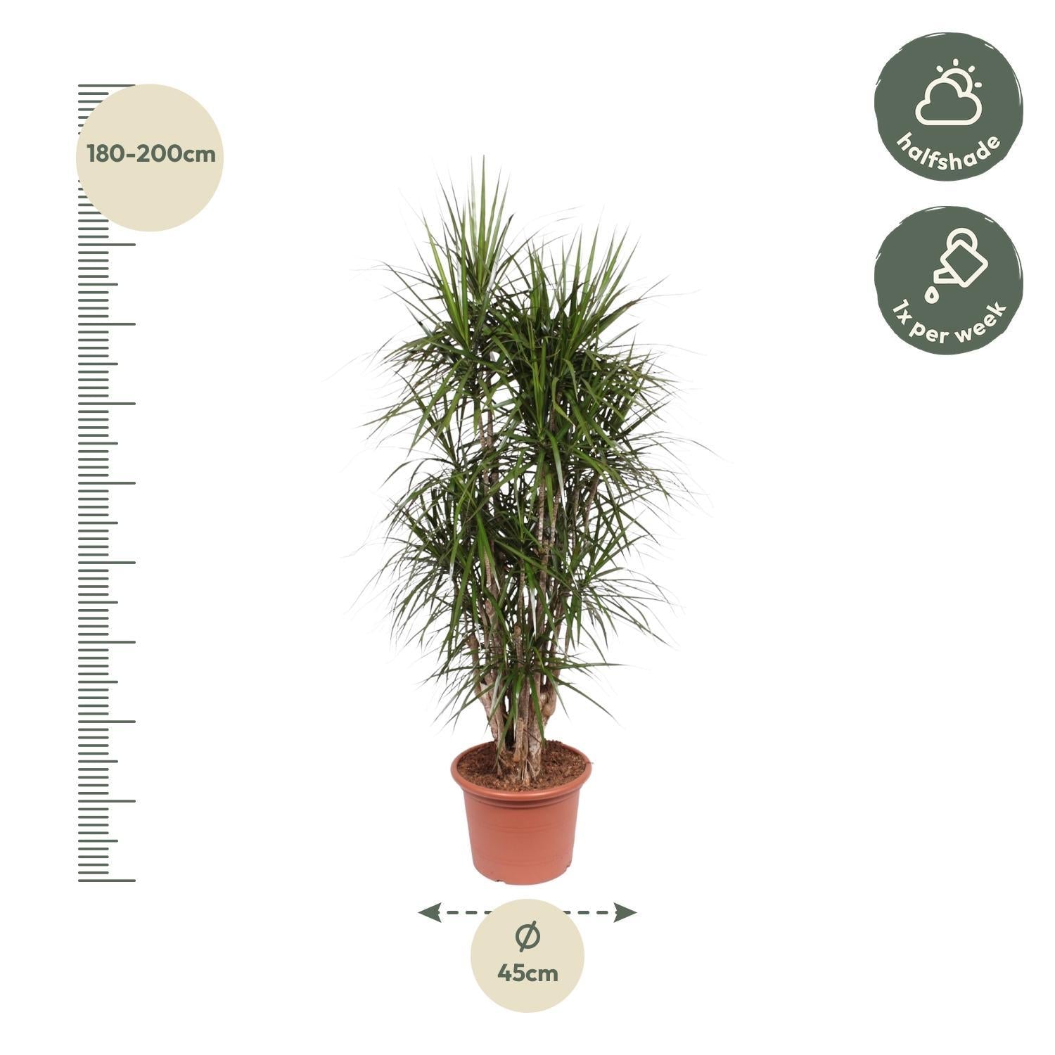 Dracaena Marginata vertakt - 190 cm - ø45