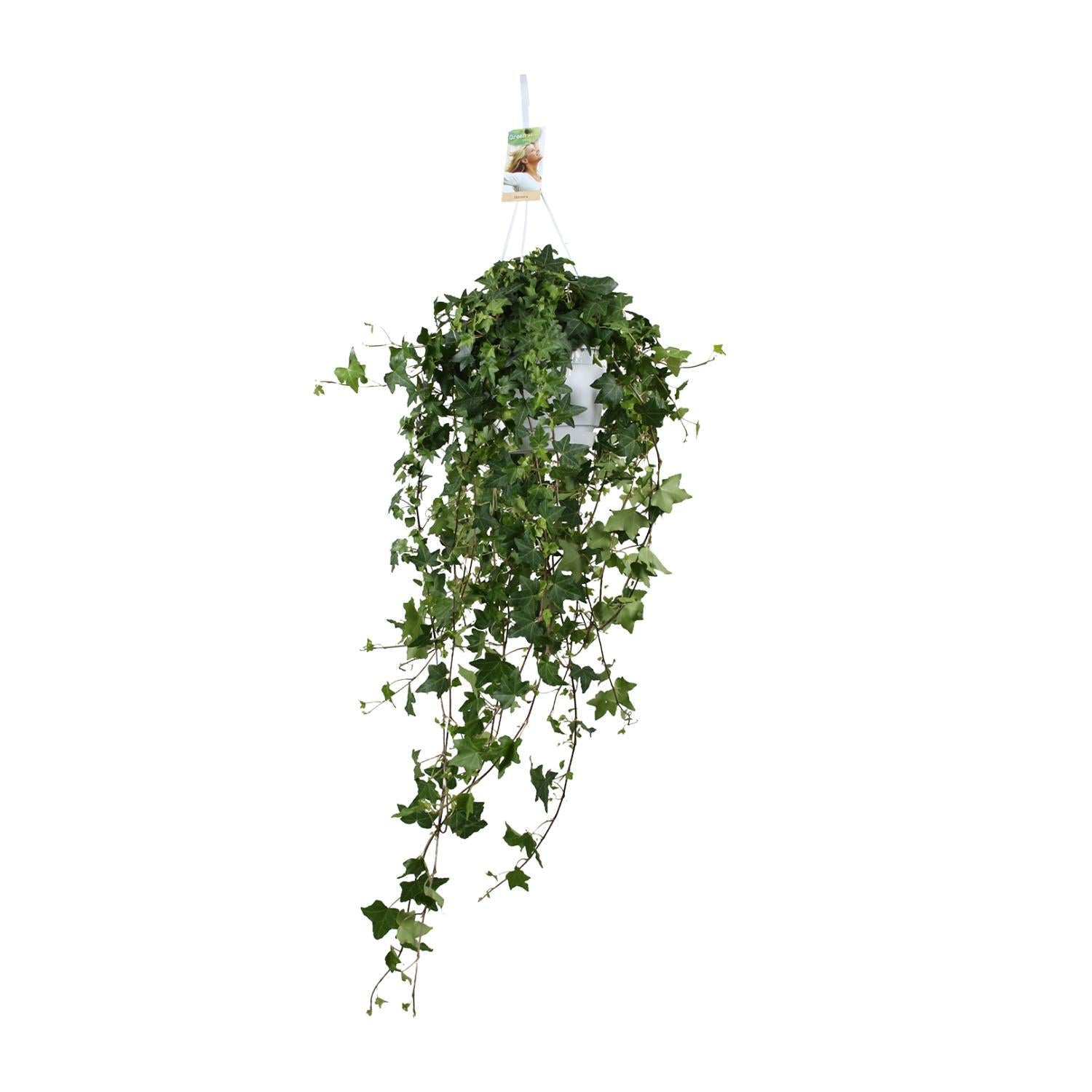 Hedera Helix Pitsburg - Hang/XXL - Ø17cm - ↕cm