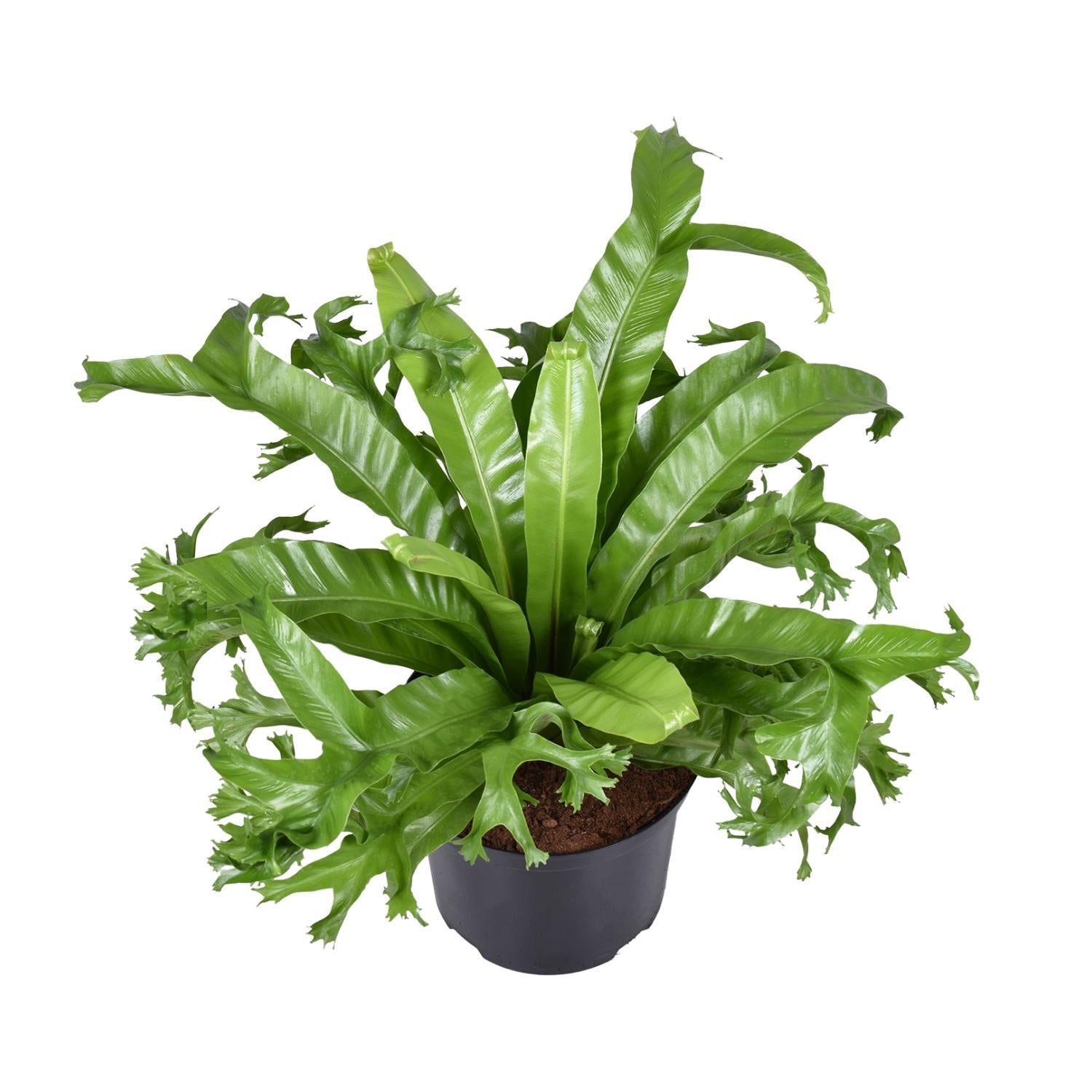 Asplenium Nidus Crissie - Ø23cm - ↕55cm