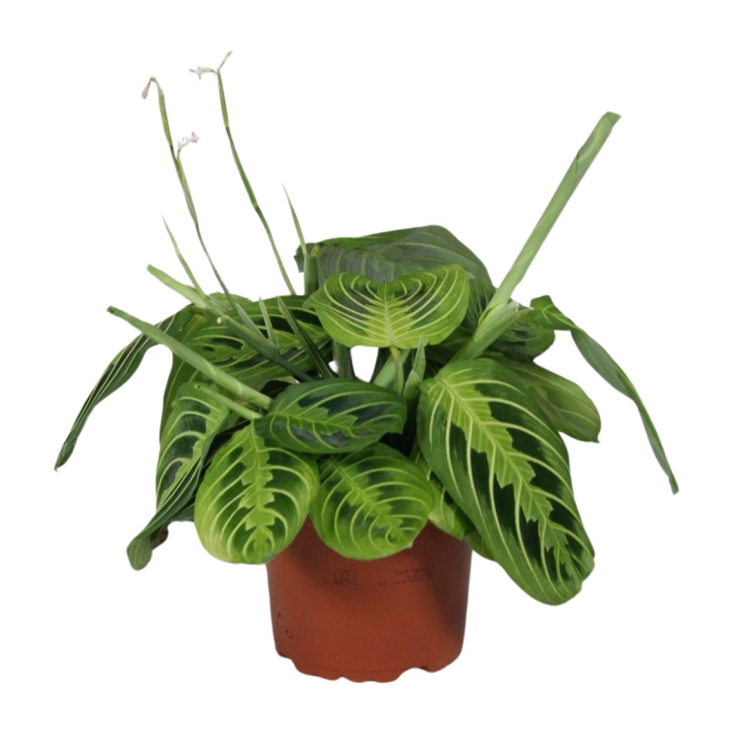 Maranta Leuconeura Fascinator Lemon Lime - Ø12cm - ↕30cm