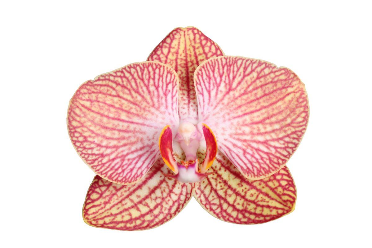 Phalaenopsis Ravello - 3 Stiele - 60 cm - Ø12cm