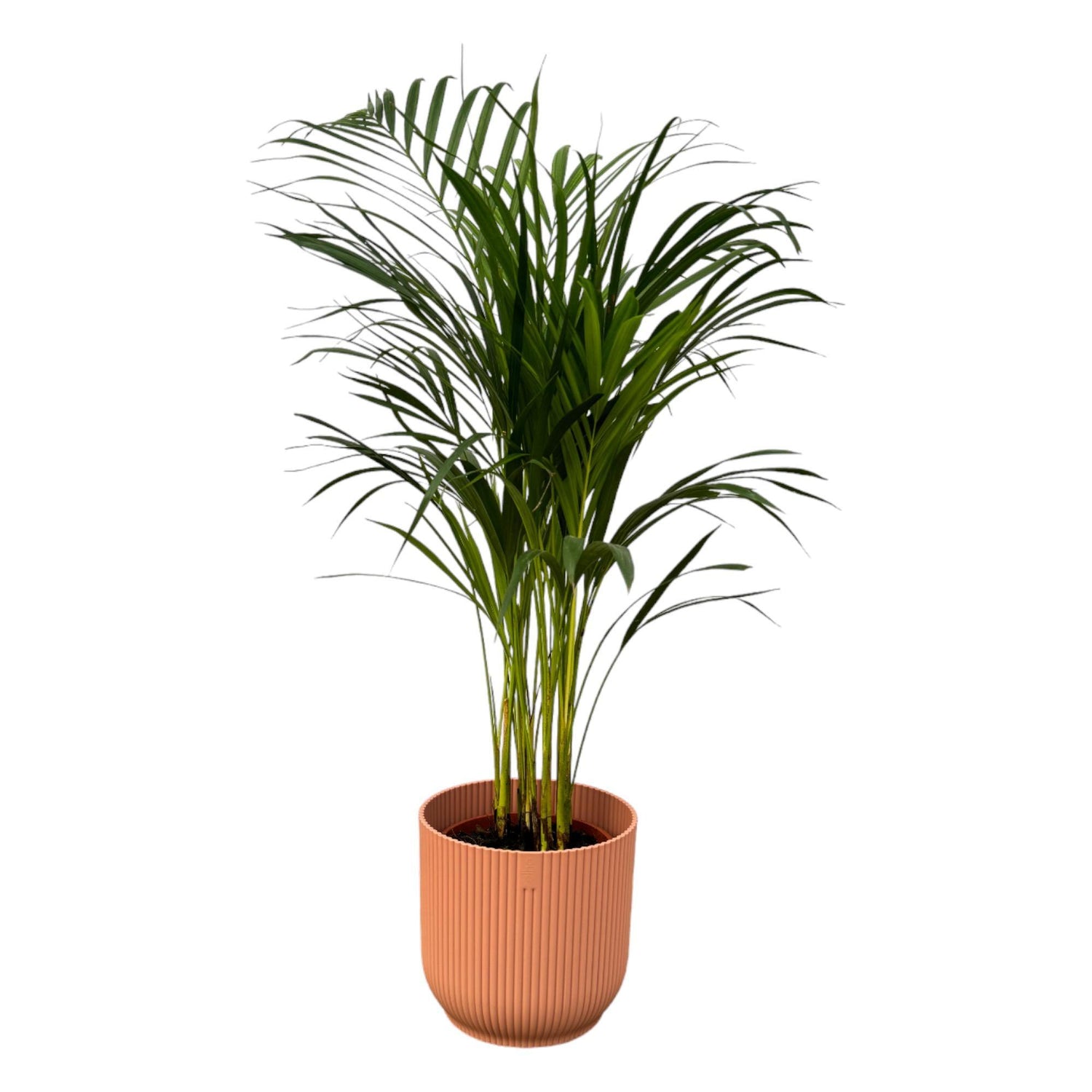 Areca palm - ↨85cm - Ø19cm inclusief elho Vibes Fold Round roze D22xH20