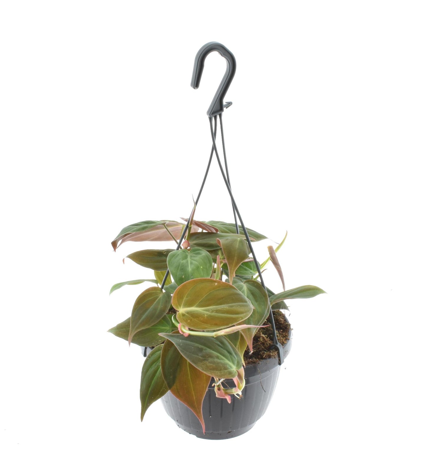 Philodendron Scandens 'Micans' Hangpot - Ø15cm - ↕40cm