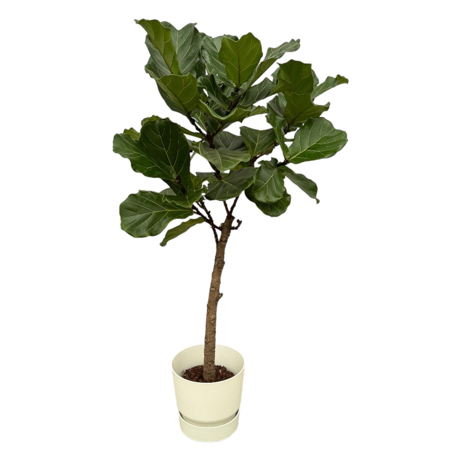 Ficus Lyrata stam inclusief elho Greenville Round - 160 cm - Ø30