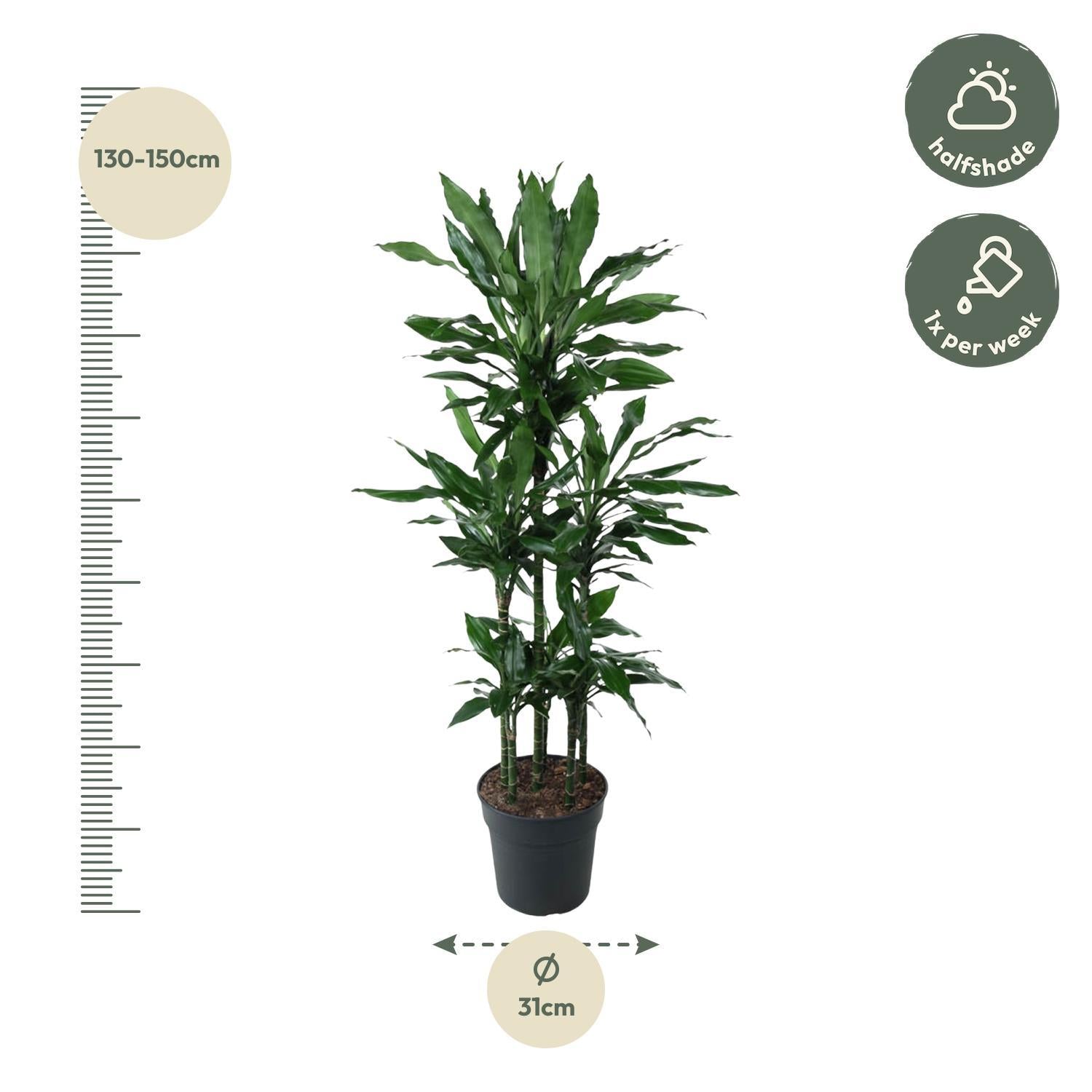 Dracaena Janet Lind Carrousel - 140 cm - ø31