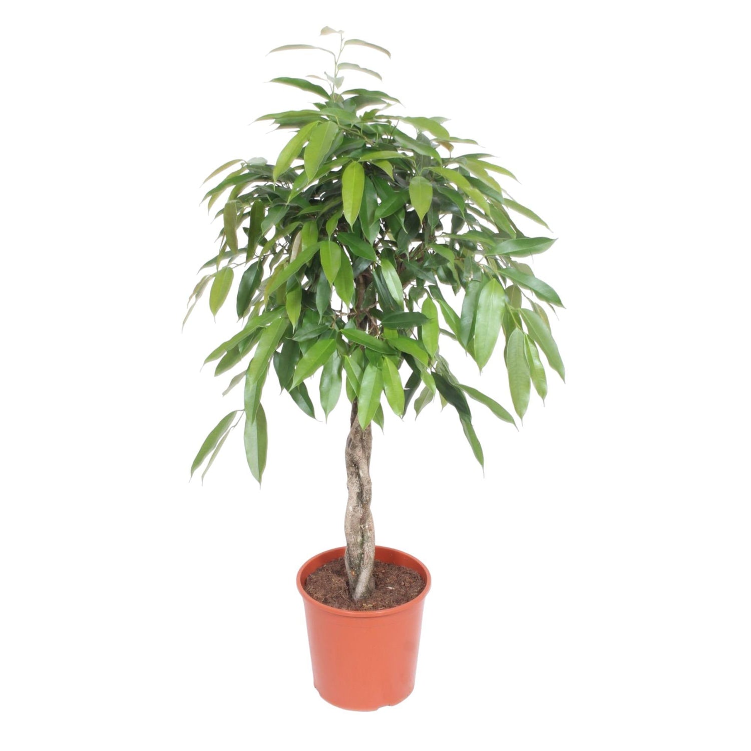 Ficus Amstel King gevlochten stam - 140 cm - ø30