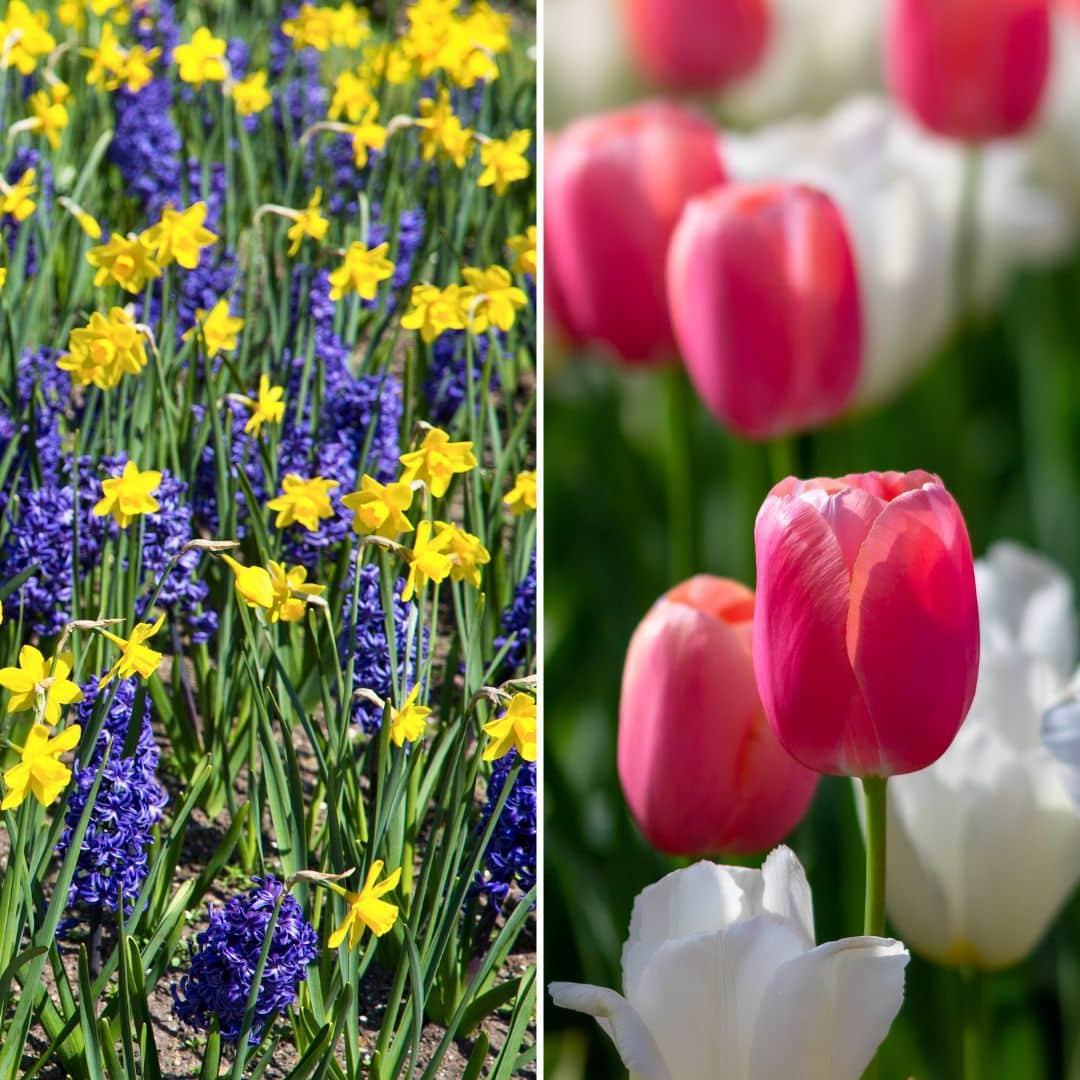 Flowerbulbs Amsterdam - Super Holland Mix - Nachhaltige Vorteilspackung, 100 Blumenzwiebeln f�r 2,5 m� Blumenpracht - Gr��e 12+