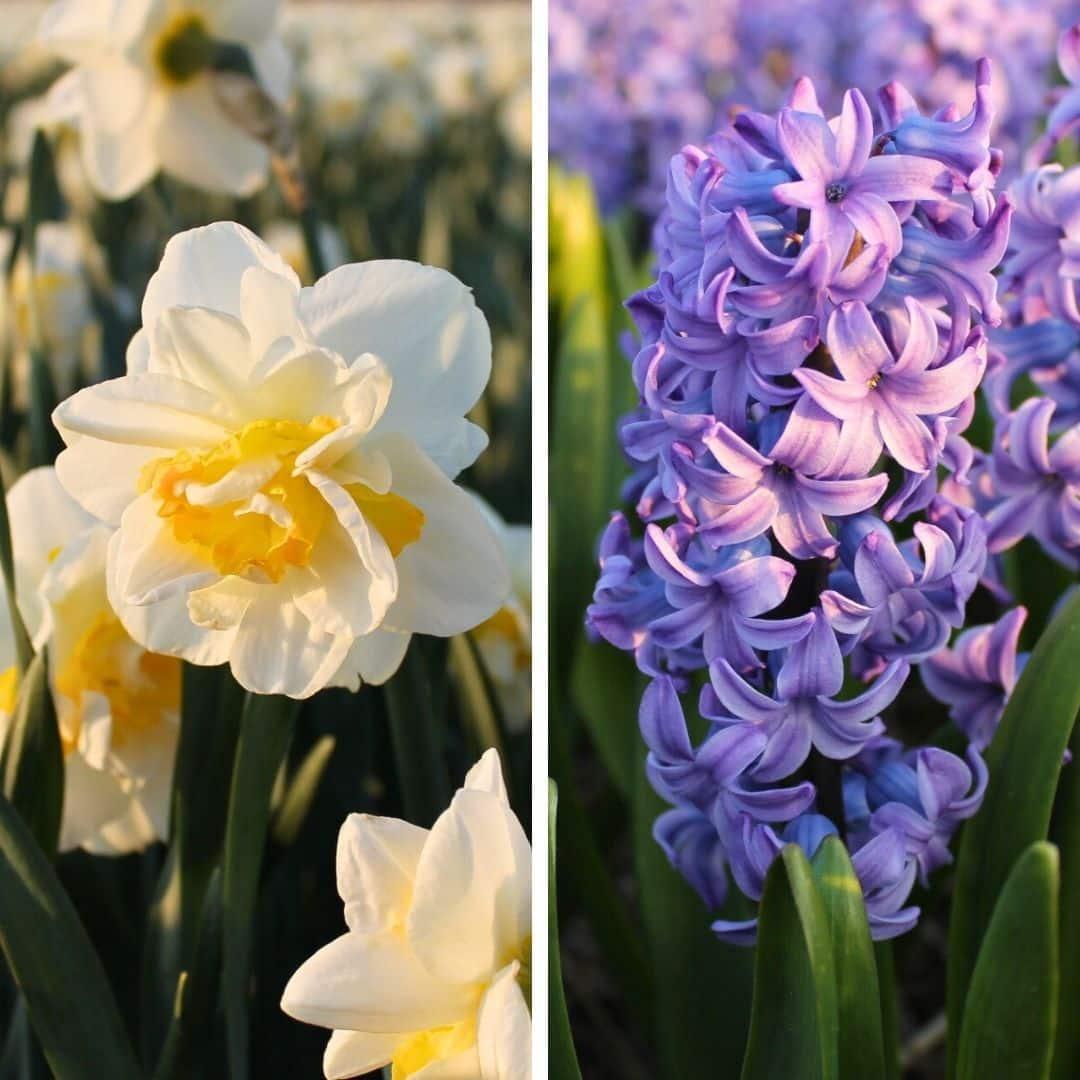 Flowerbulbs Amsterdam - Rob's Favorites - 20 Blumenzwiebeln - Gr��e 12/14