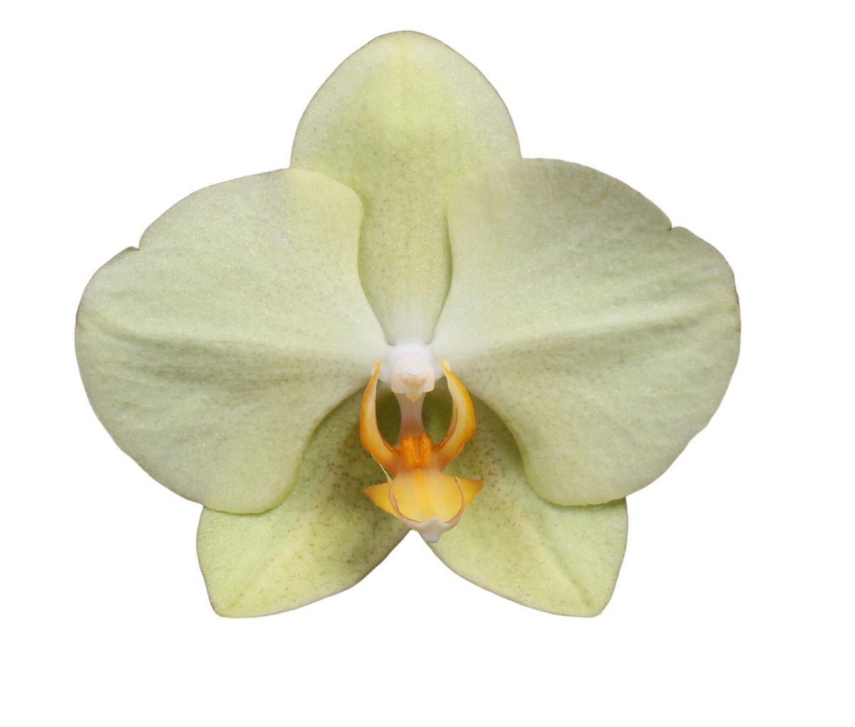 Phalaenopsis Volterra - 3 Stiele - 60 cm - Ø12cm