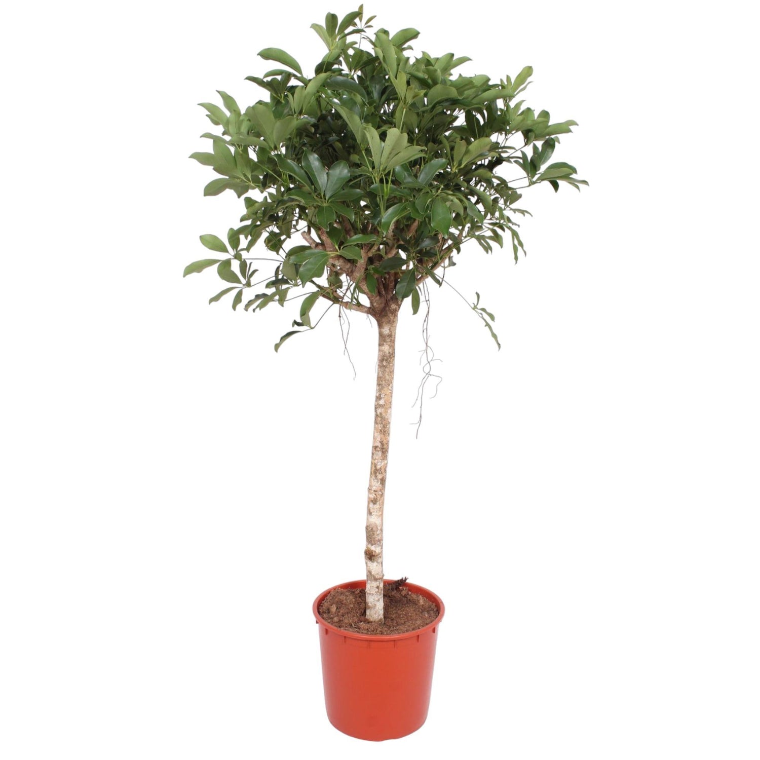 Schefflera Arboricola Compacta Baum- 150 cm - ø34