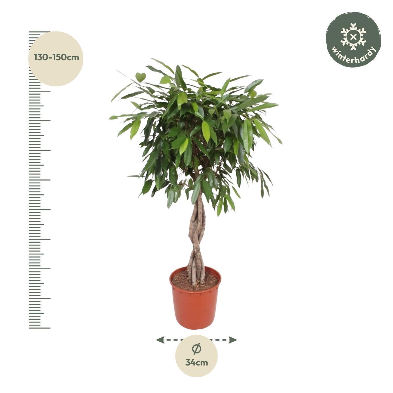 Ficus Amstel King gevlochten stam - 140 cm - ø34