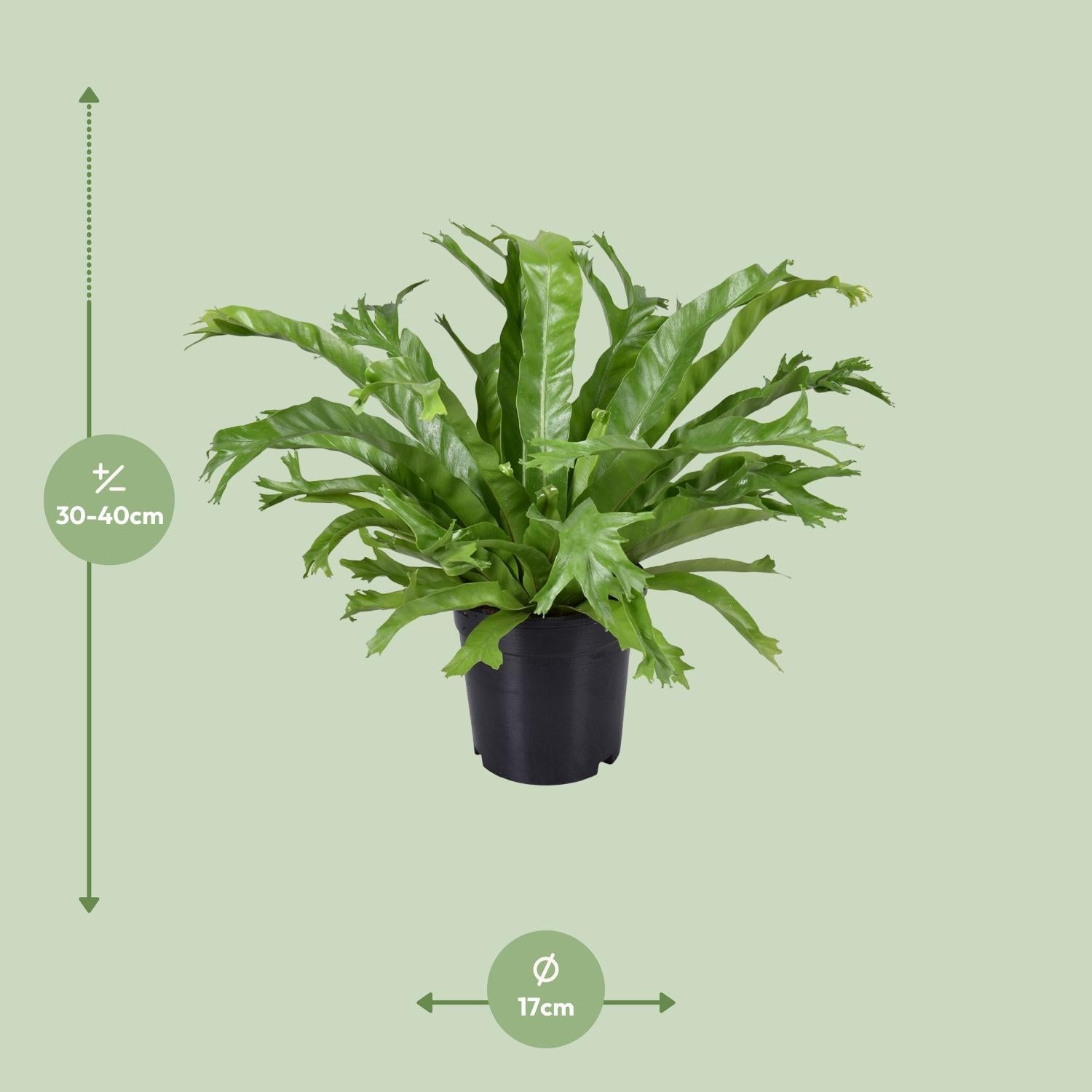 Asplenium Nidus Crissie - Ø17cm - ↕40cm