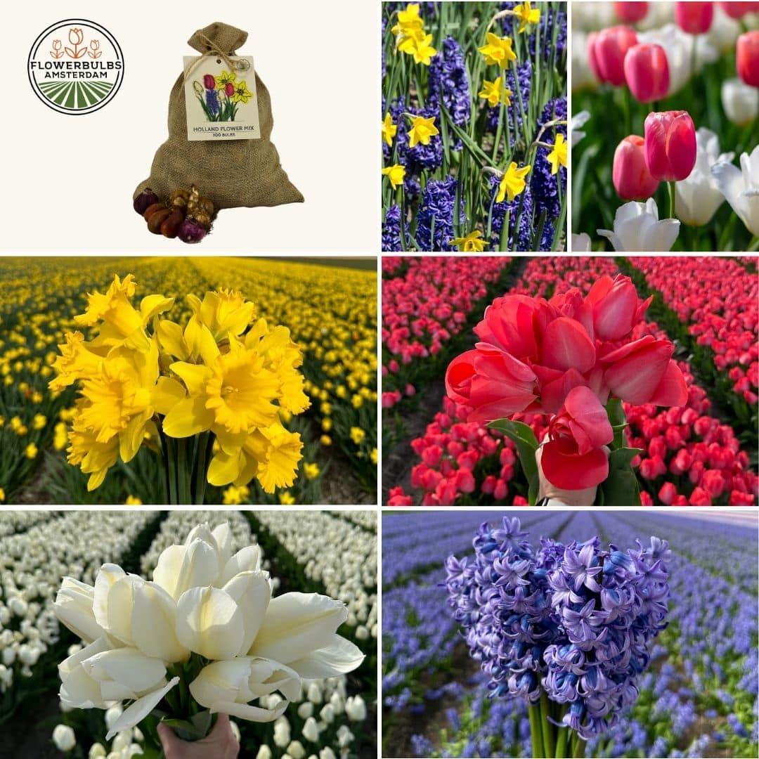 Flowerbulbs Amsterdam - Medium Holland Mix - Nachhaltige Vorteilspackung, 50 Blumenzwiebeln f�r 1 m� Blumenpracht - Gr��e 12+