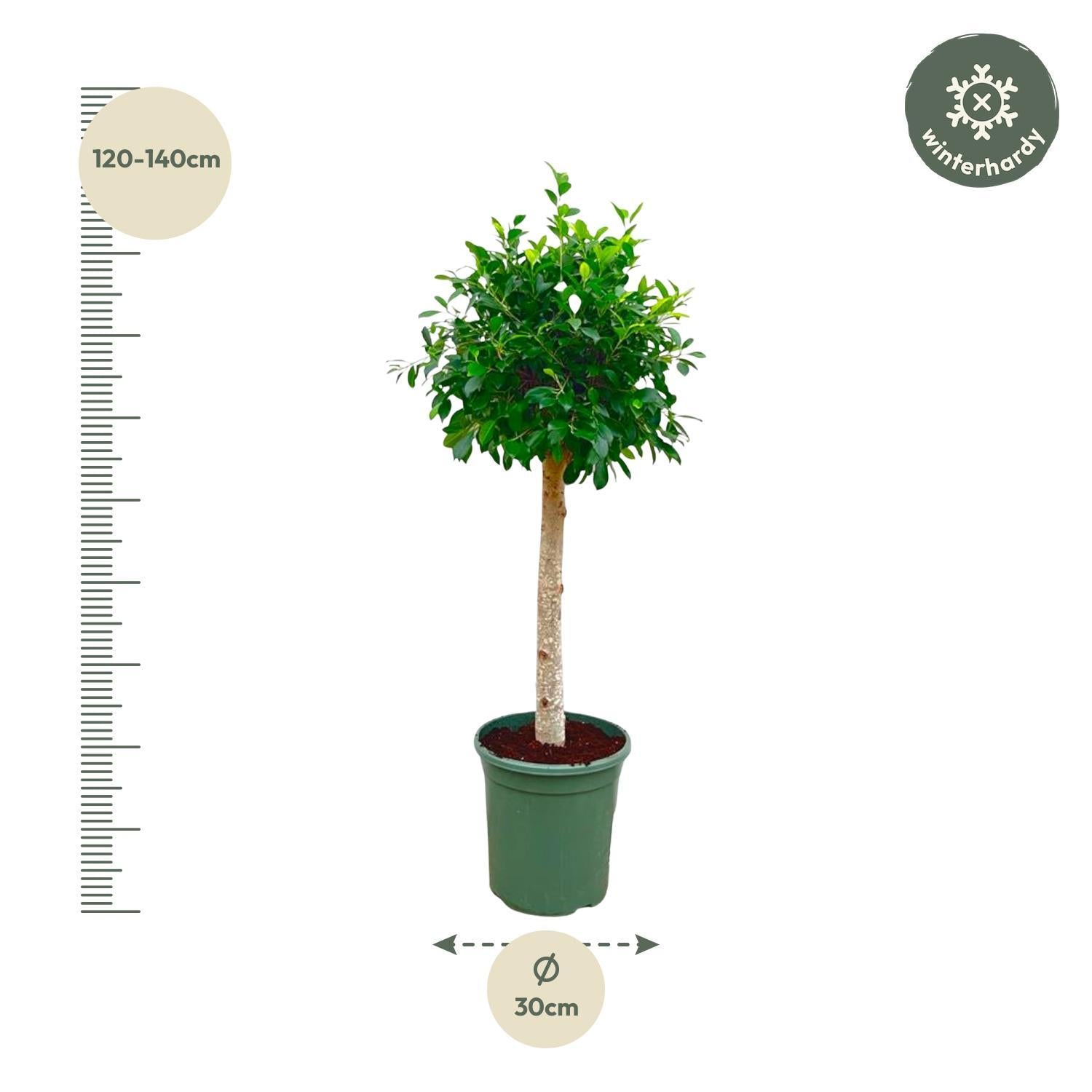 Ficus Nitida op stam - 130 cm - ø30