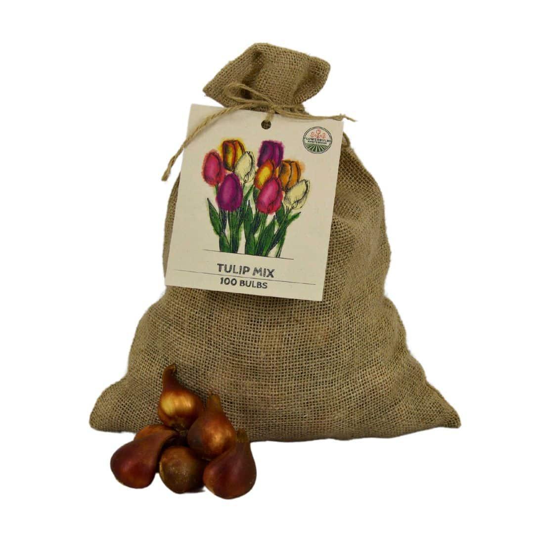 Flowerbulbs Amsterdam - Super Tulip Mix - Nachhaltige Vorteilspackung, 100 Blumenzwiebeln für 2,5 m² Blumenpracht - Größe 12+