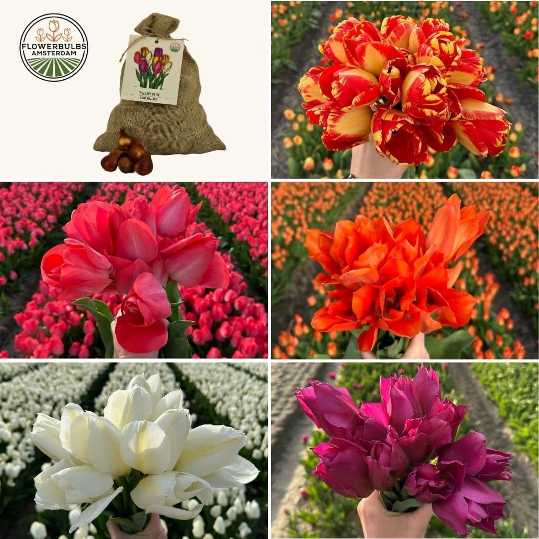 Flowerbulbs Amsterdam - Super Tulip Mix - Nachhaltige Vorteilspackung, 100 Blumenzwiebeln für 2,5 m² Blumenpracht - Größe 12+