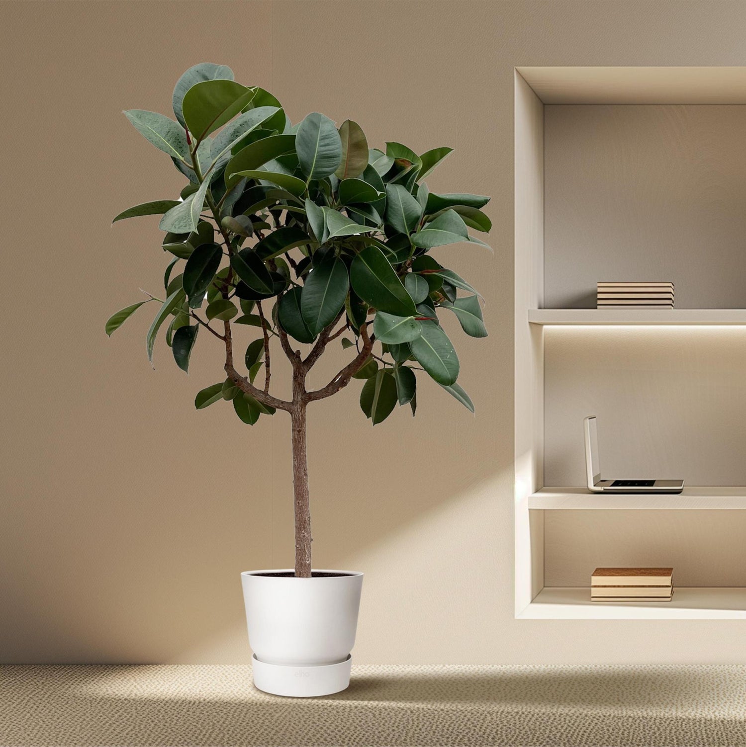 Ficus Elastica Robusta am Stamm - 180 cm - ø30