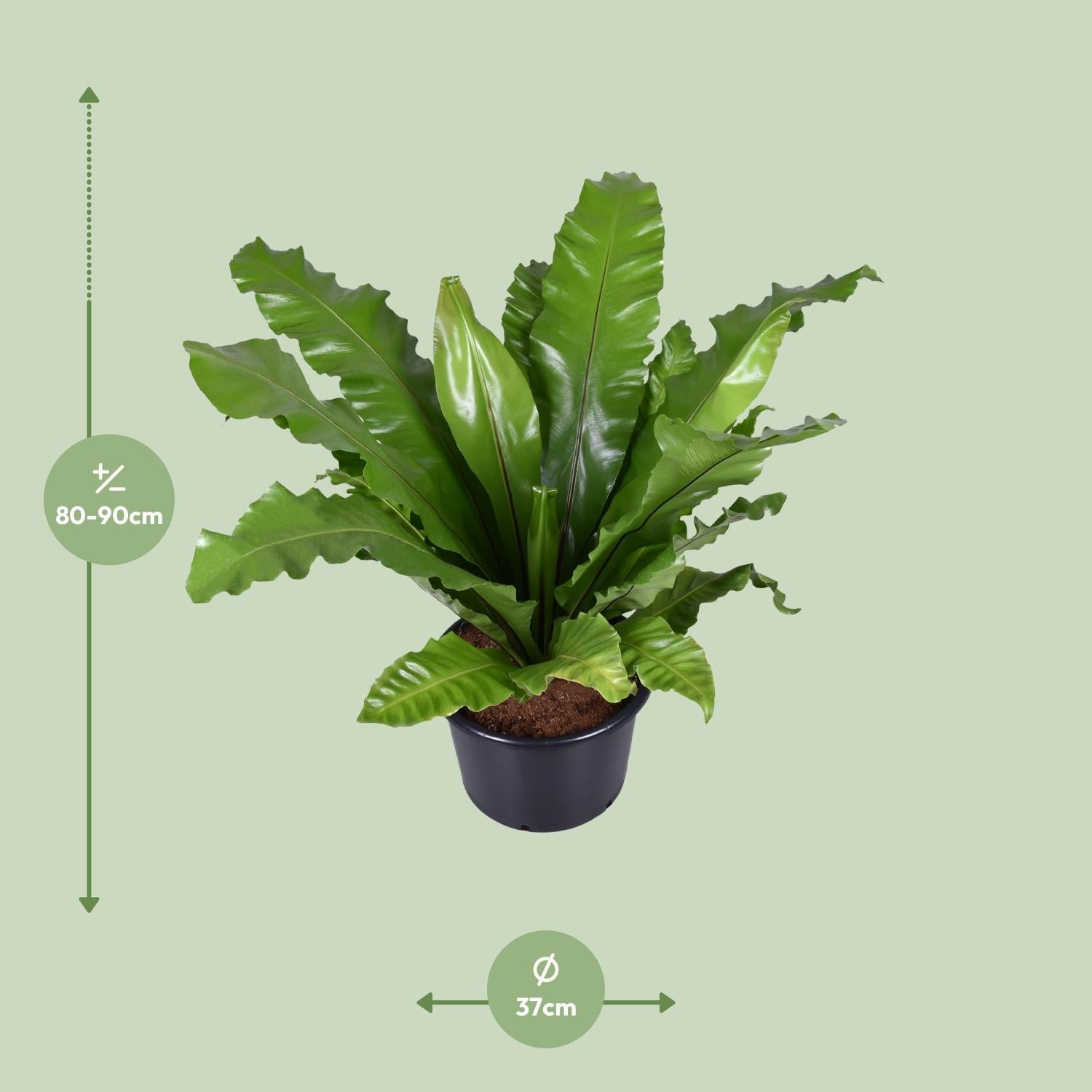 Asplenium Nidus - Ø37cm - ↕85cm