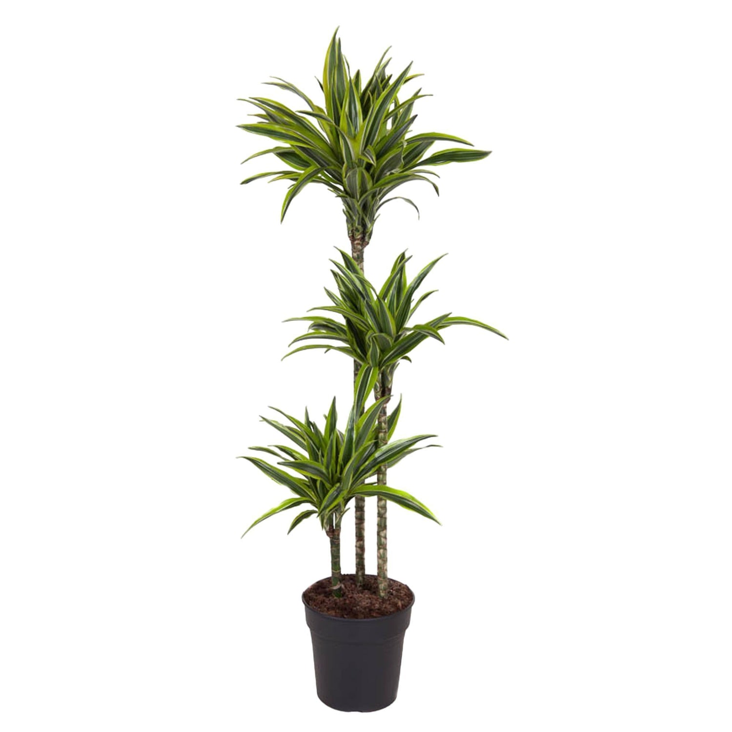 Dracaena Lemon Lime - 140 cm - ø24