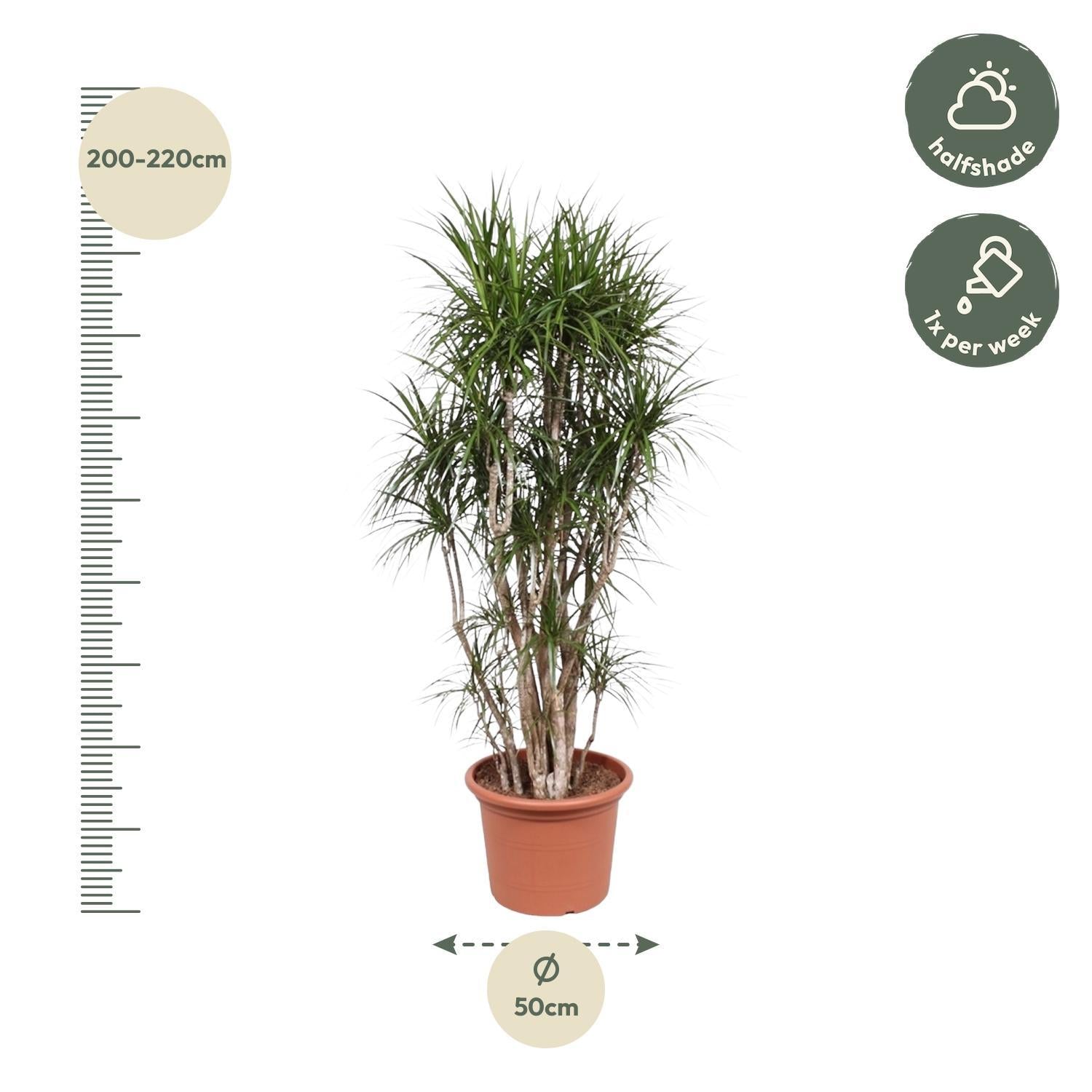 Dracaena Marginata vertakt - 210 cm - ø50