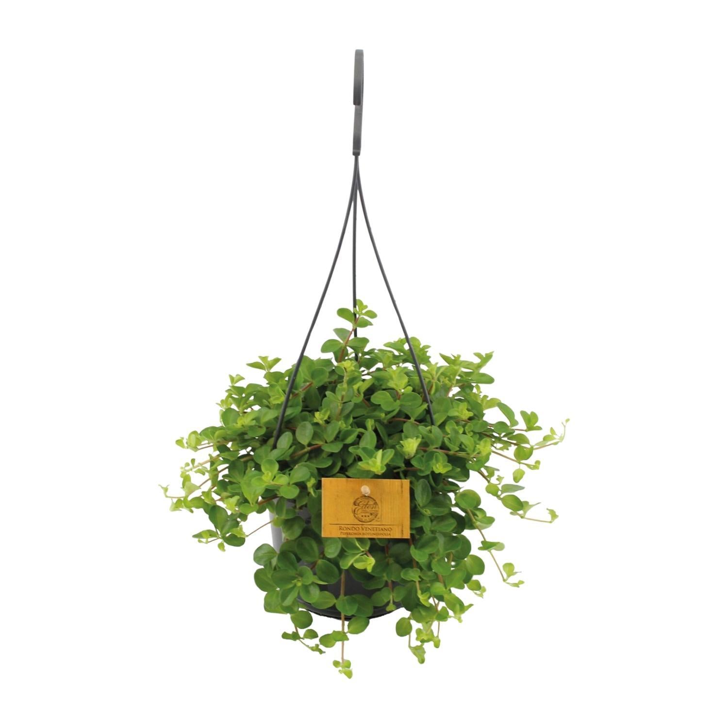 Peperomia Rotundifolia - Ø15cm - ↕25cm