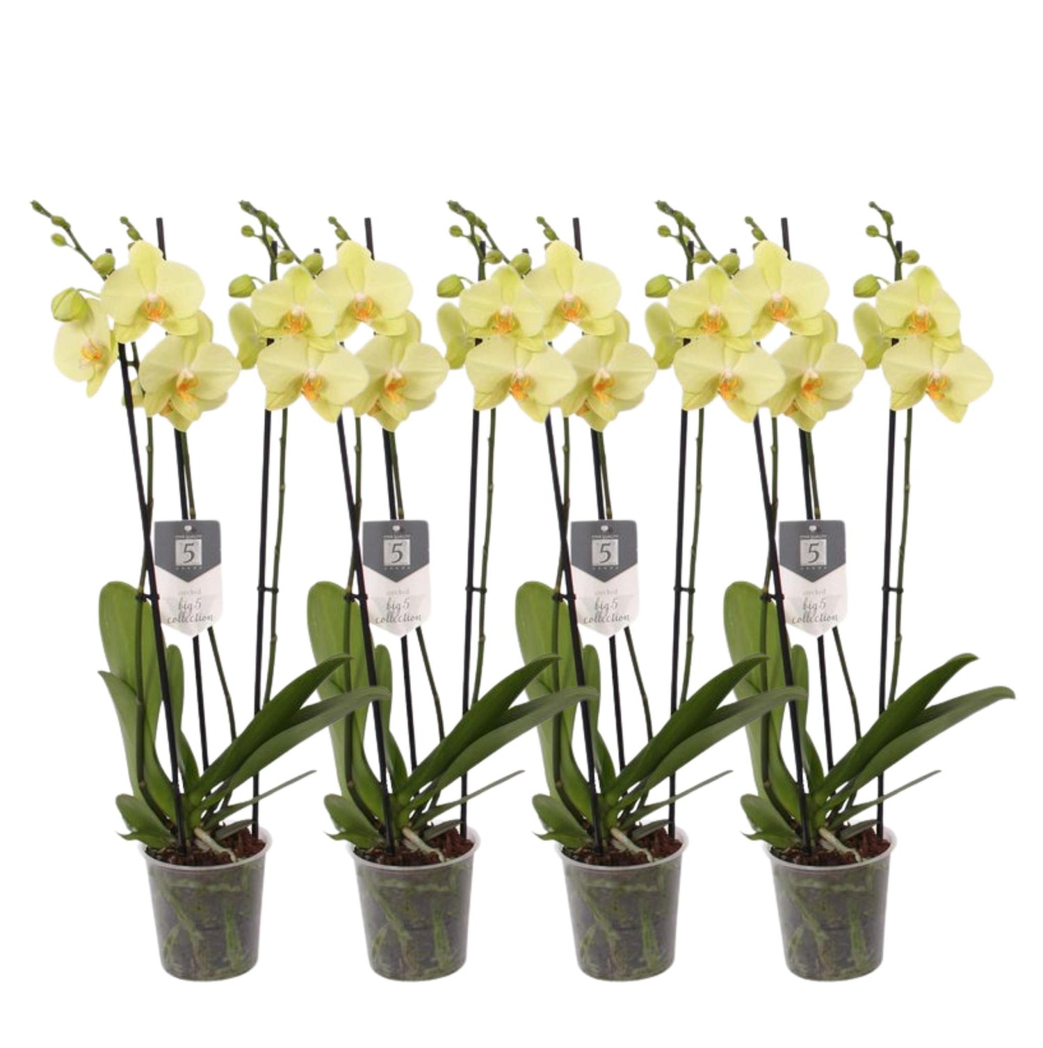 Set van 4 - Phalaenopsis Volterra - 3 tak orchidee - 60 cm - Ø12cm