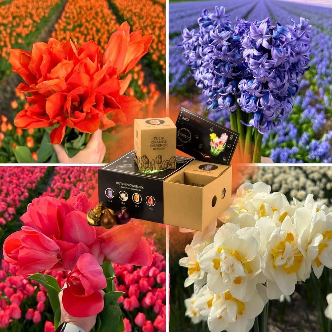 Flowerbulbs Amsterdam - Dutch Flower Mix - Luxusbox mittel, 40 Blumenzwiebeln für 1 m² Blumenpracht - Größe 12+