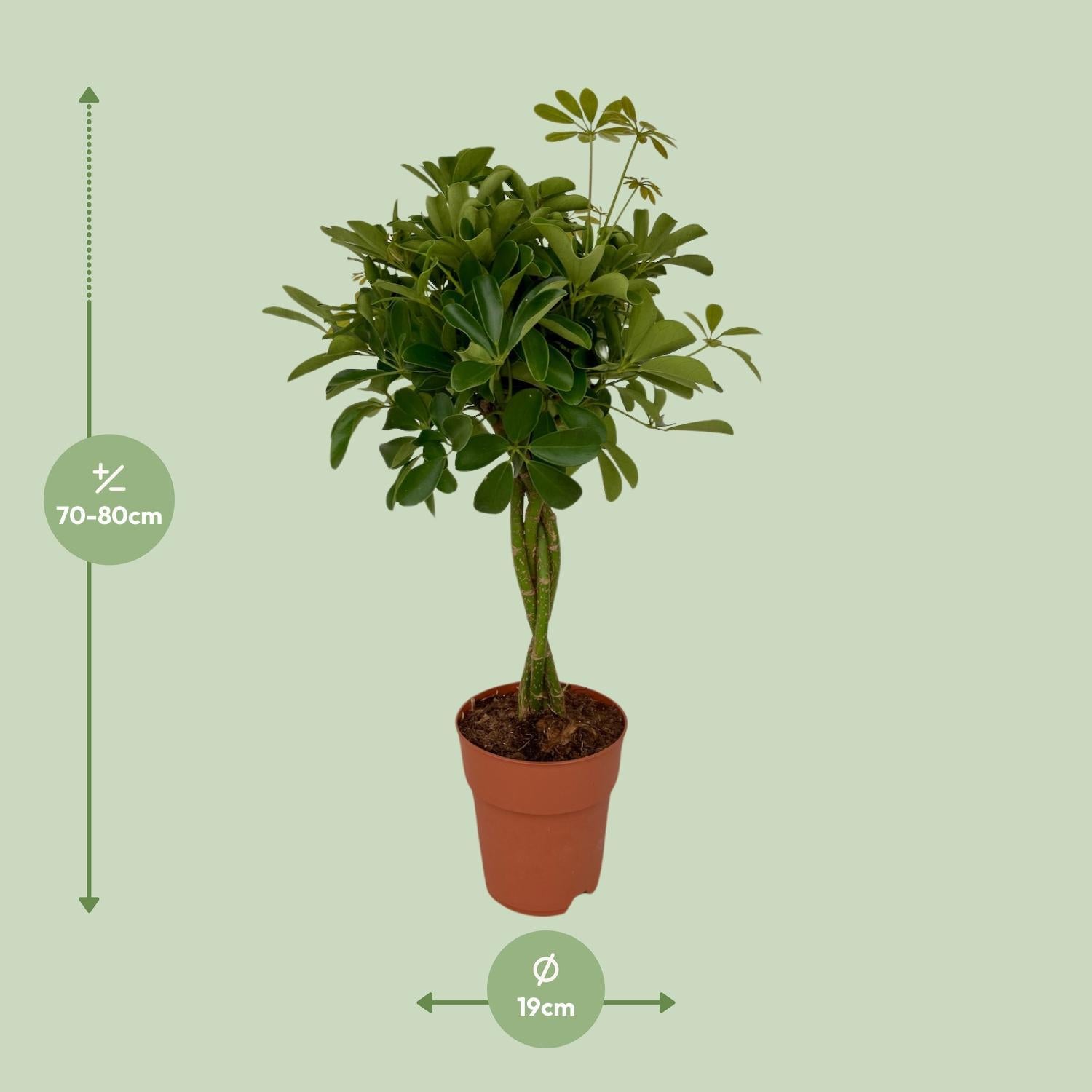 Schefflera Compacta - Ø19cm - ↕80cm