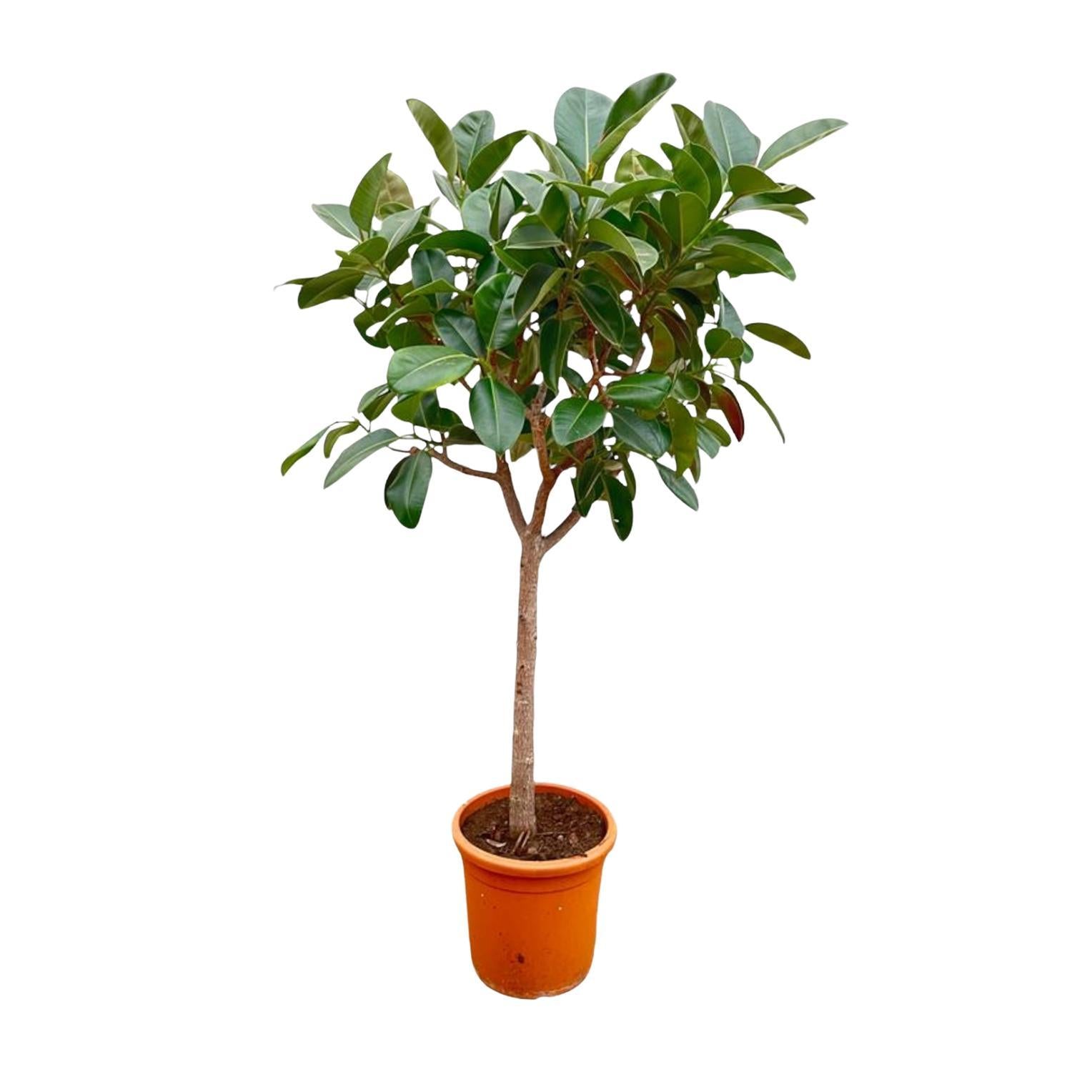 Ficus Elastica  Robusta op stam - 210cm - ø40