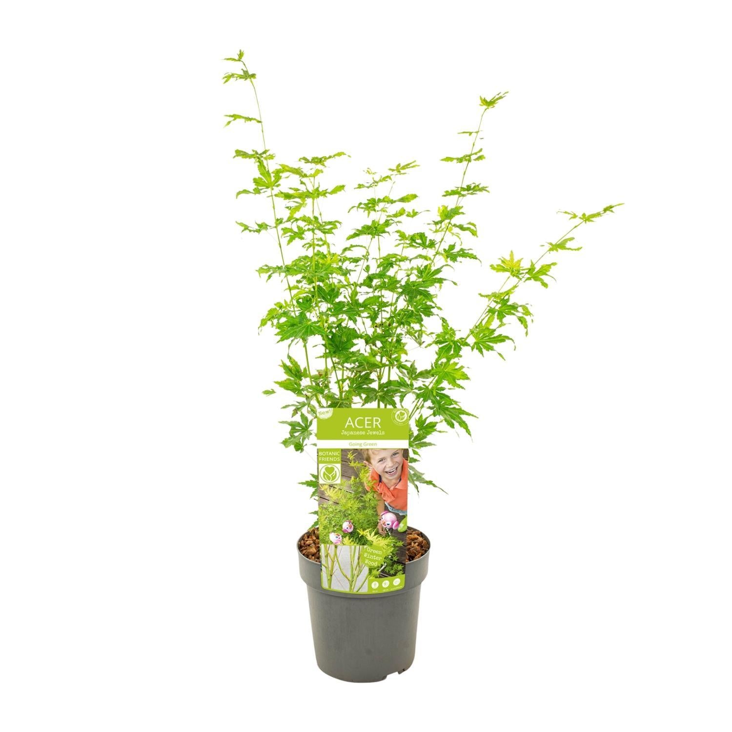 Ahorn (Acer palmatum) Going Green - Ø19 - ↨50cm