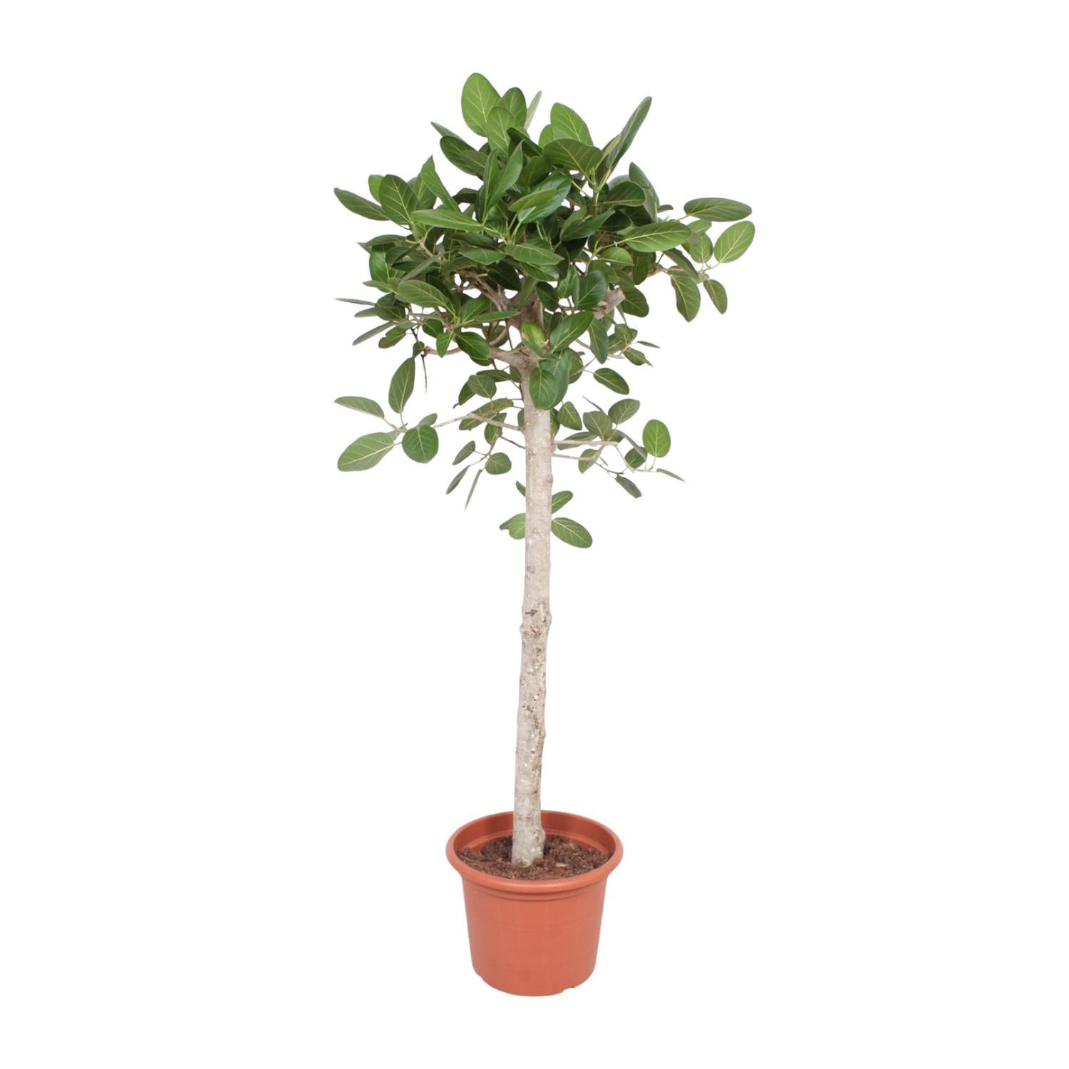 Ficus Benghalensis Baum - 180 cm - ø40