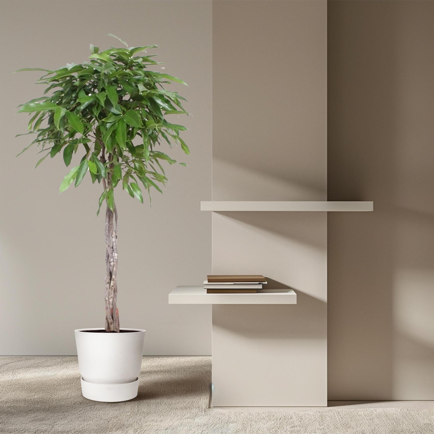 Ficus Amstel King geflochtenem Stamm - 150 cm - ø30