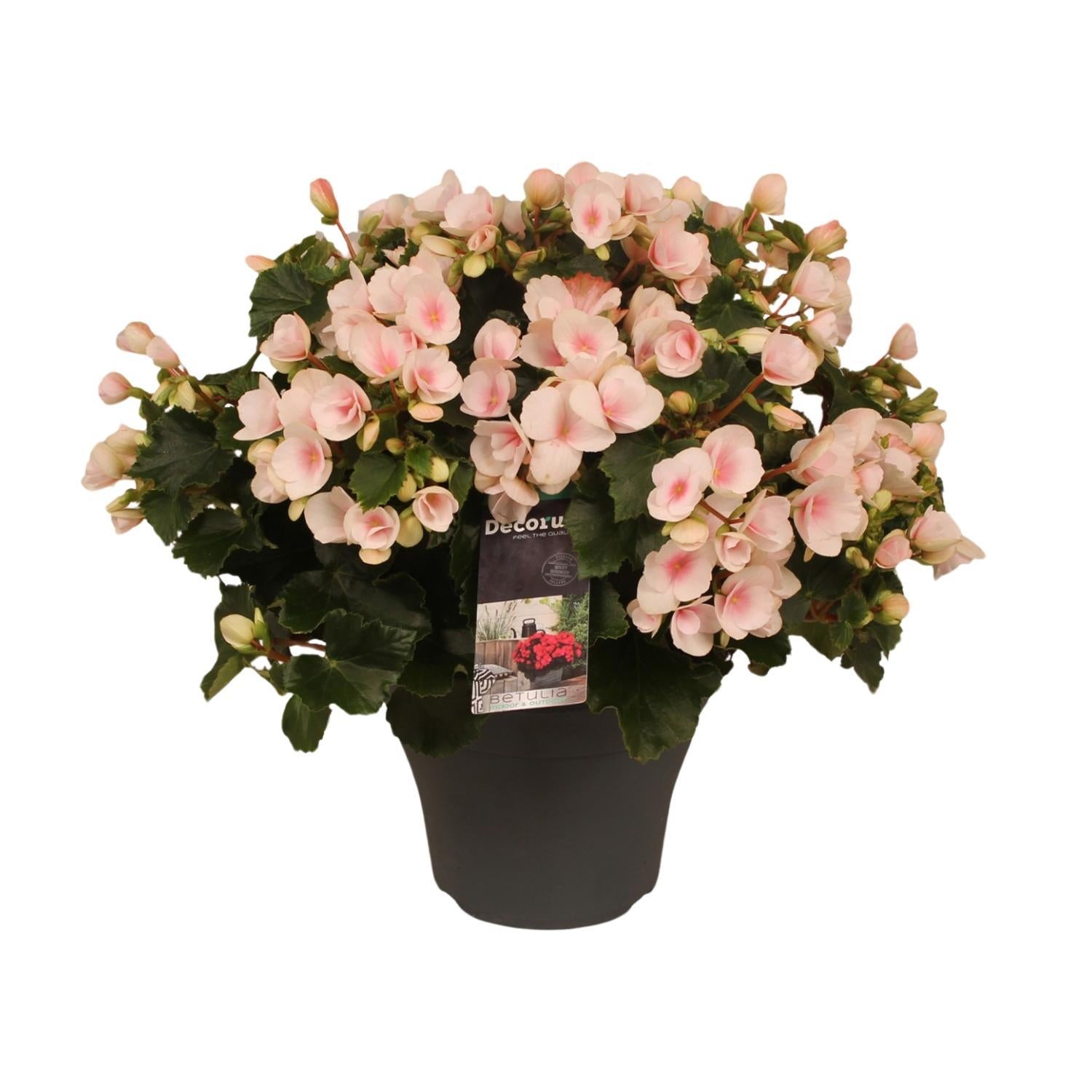 Begonia Betulia''light'' Licht Rose D12 x H15