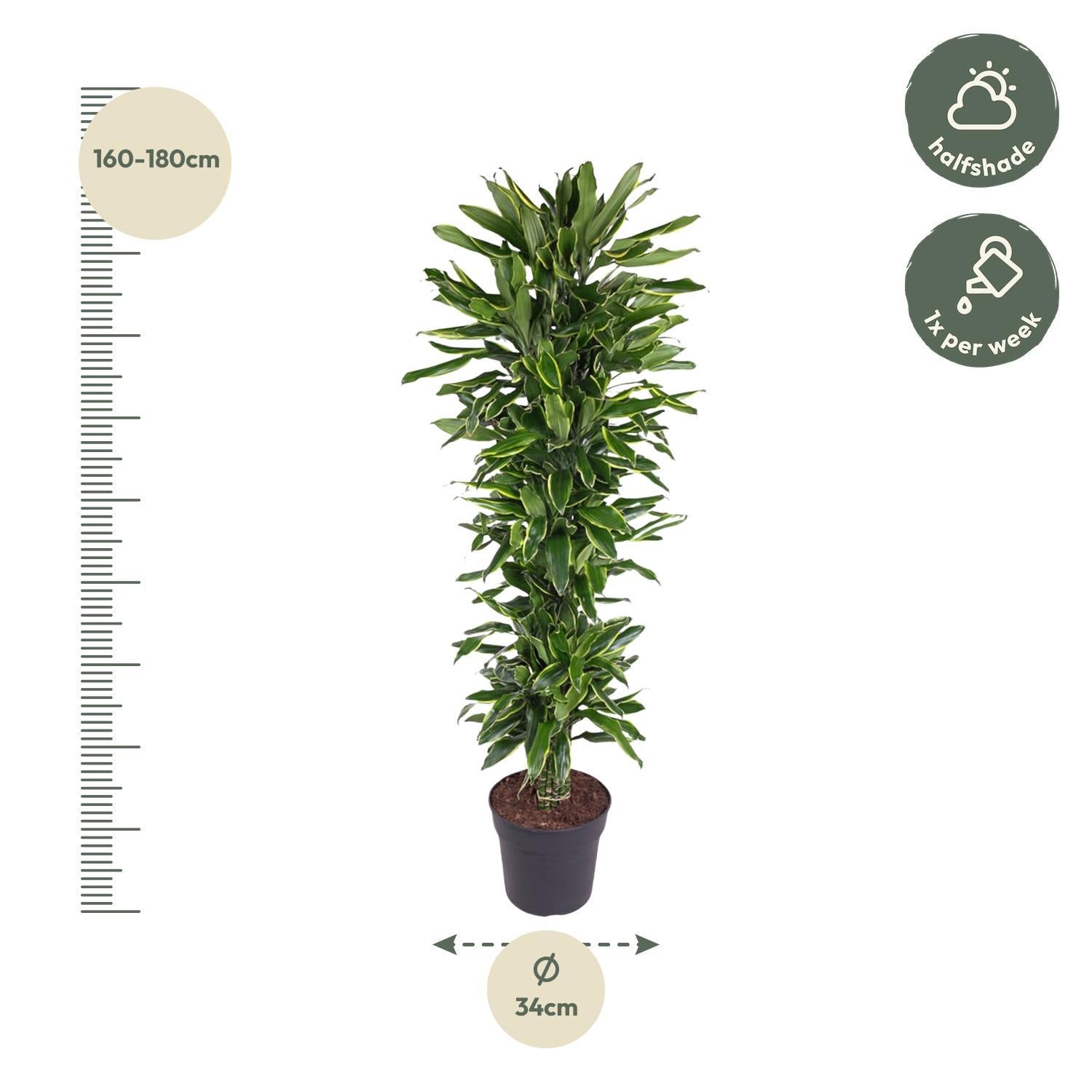 Dracaena Golden Coast vertakt - 170 cm - ø34