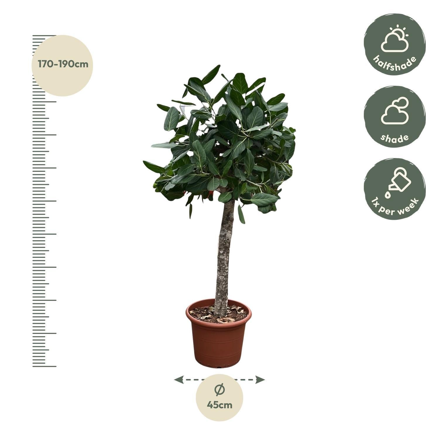 Ficus Benghalensis boom - 180 cm - ø45